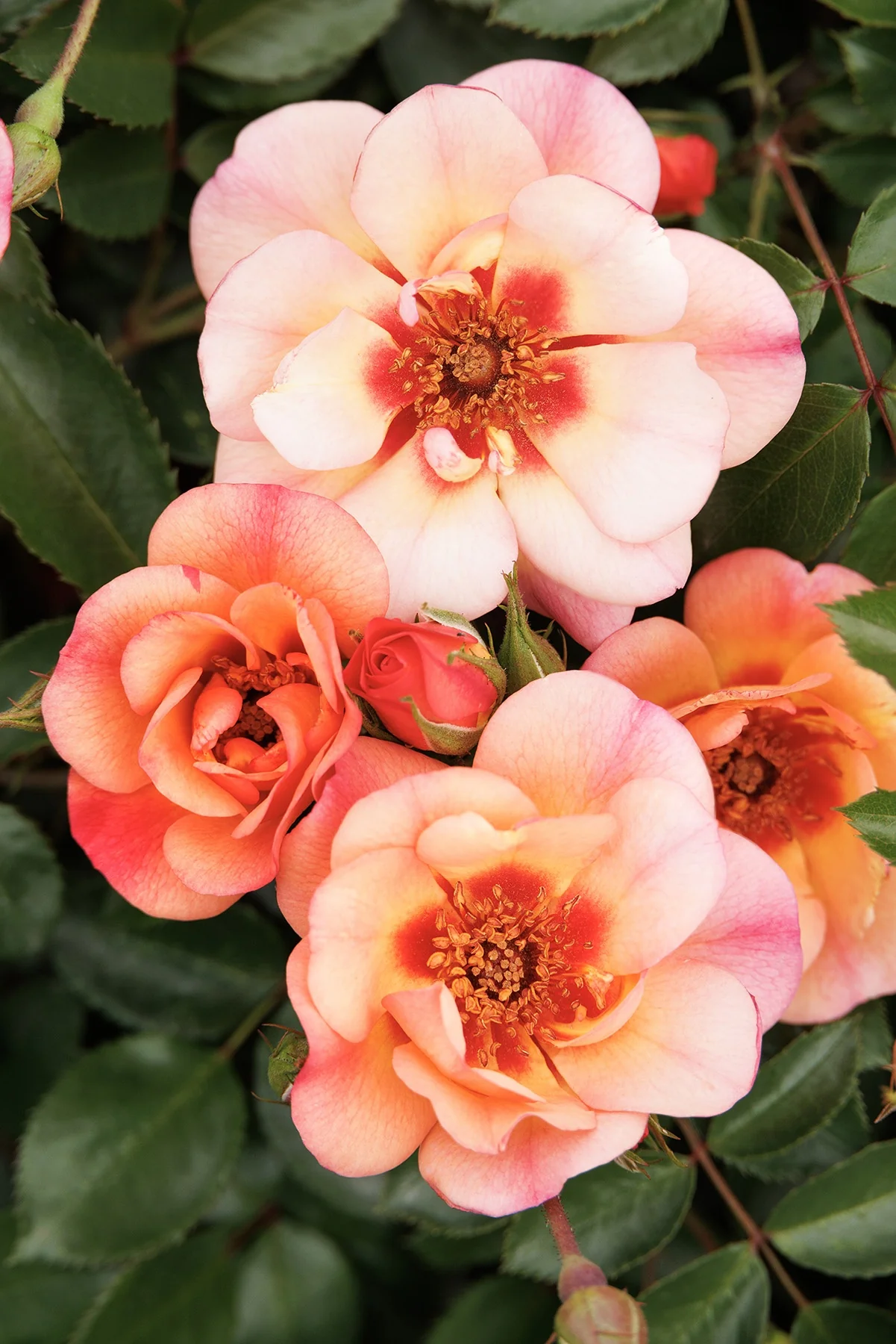 Flower Carpet® Peach Rose 4 Flower Carpet® Peach Rose