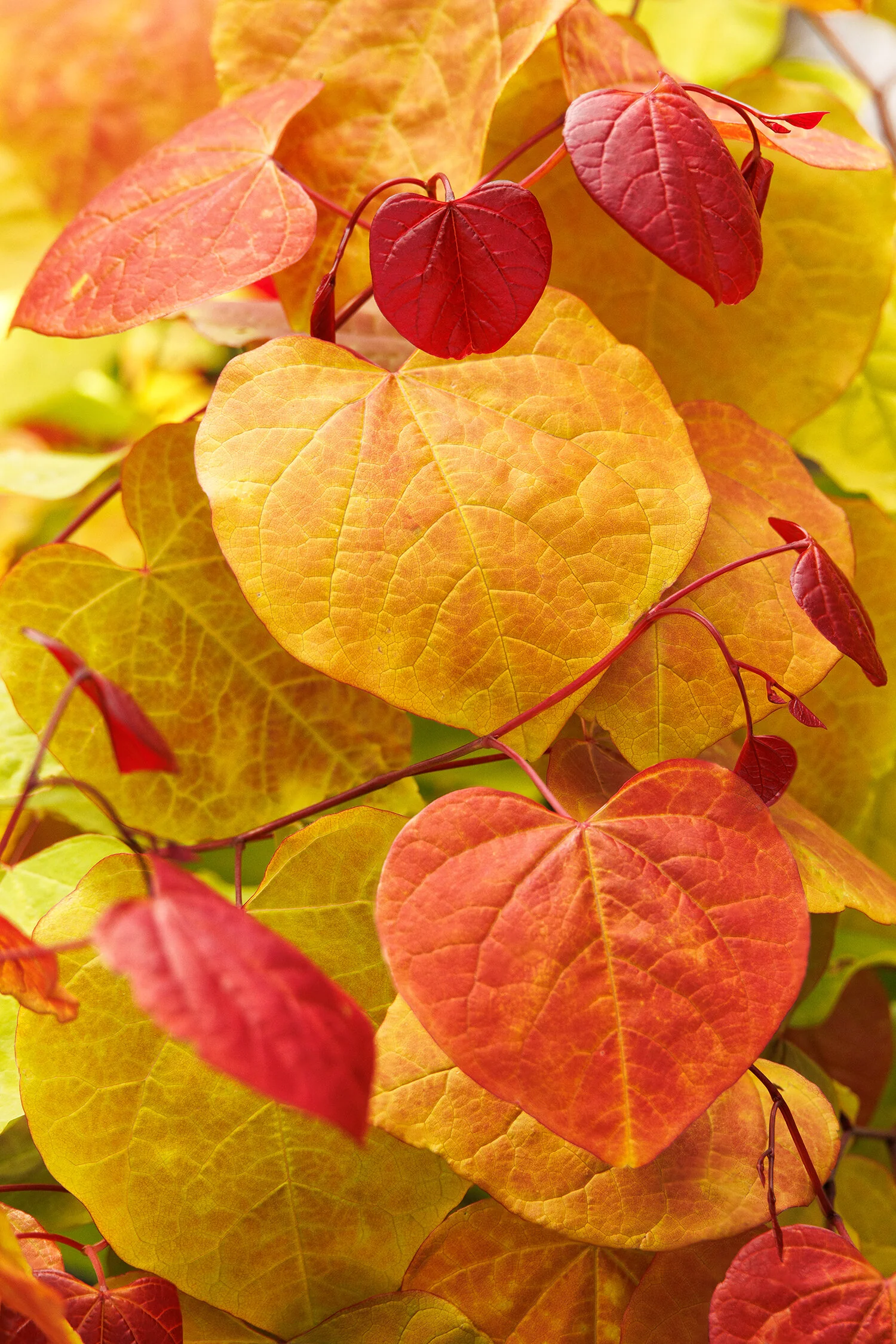 Flame Thrower® Redbud 7 Flame Thrower® Redbud