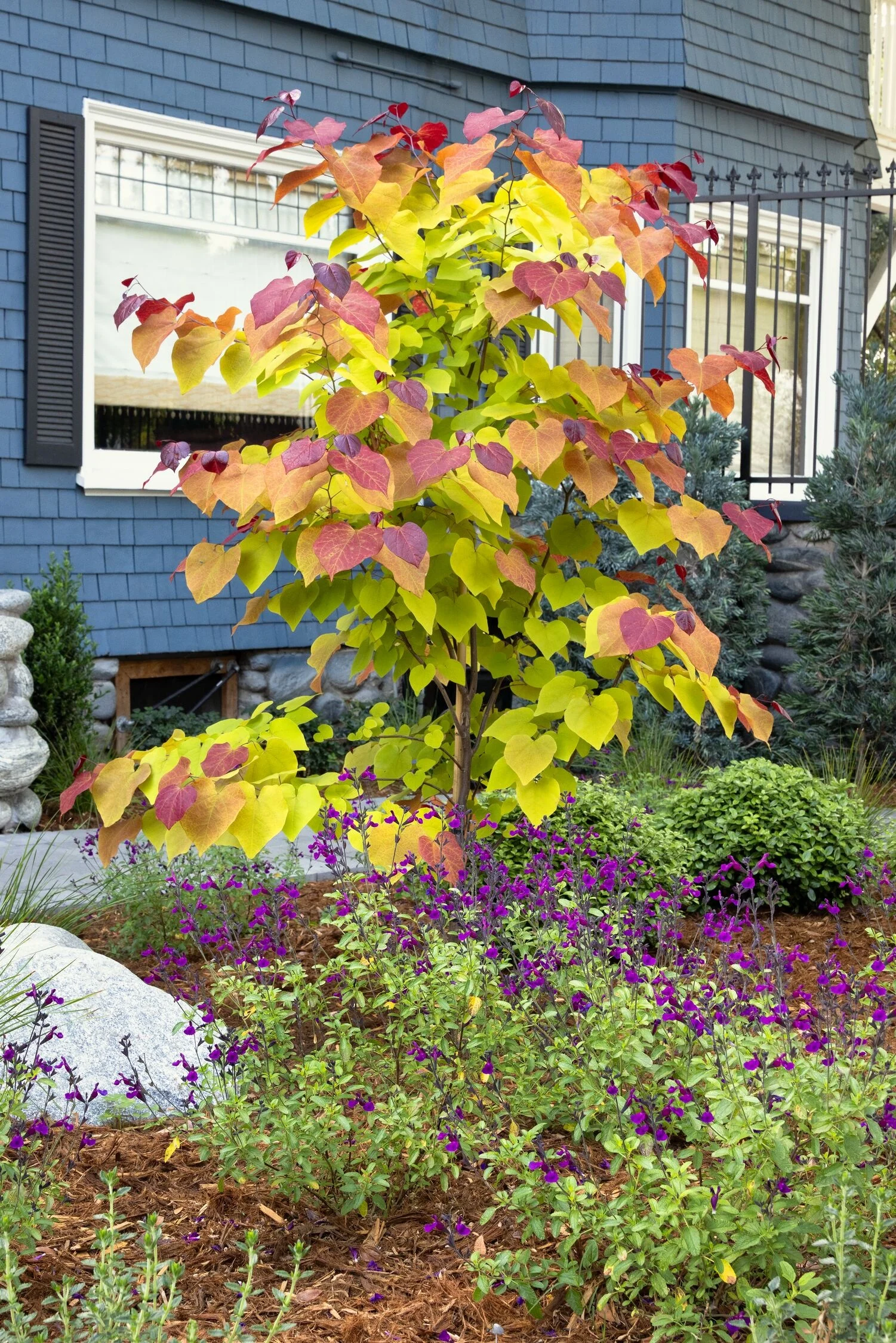 Flame Thrower® Redbud 2 Flame Thrower® Redbud