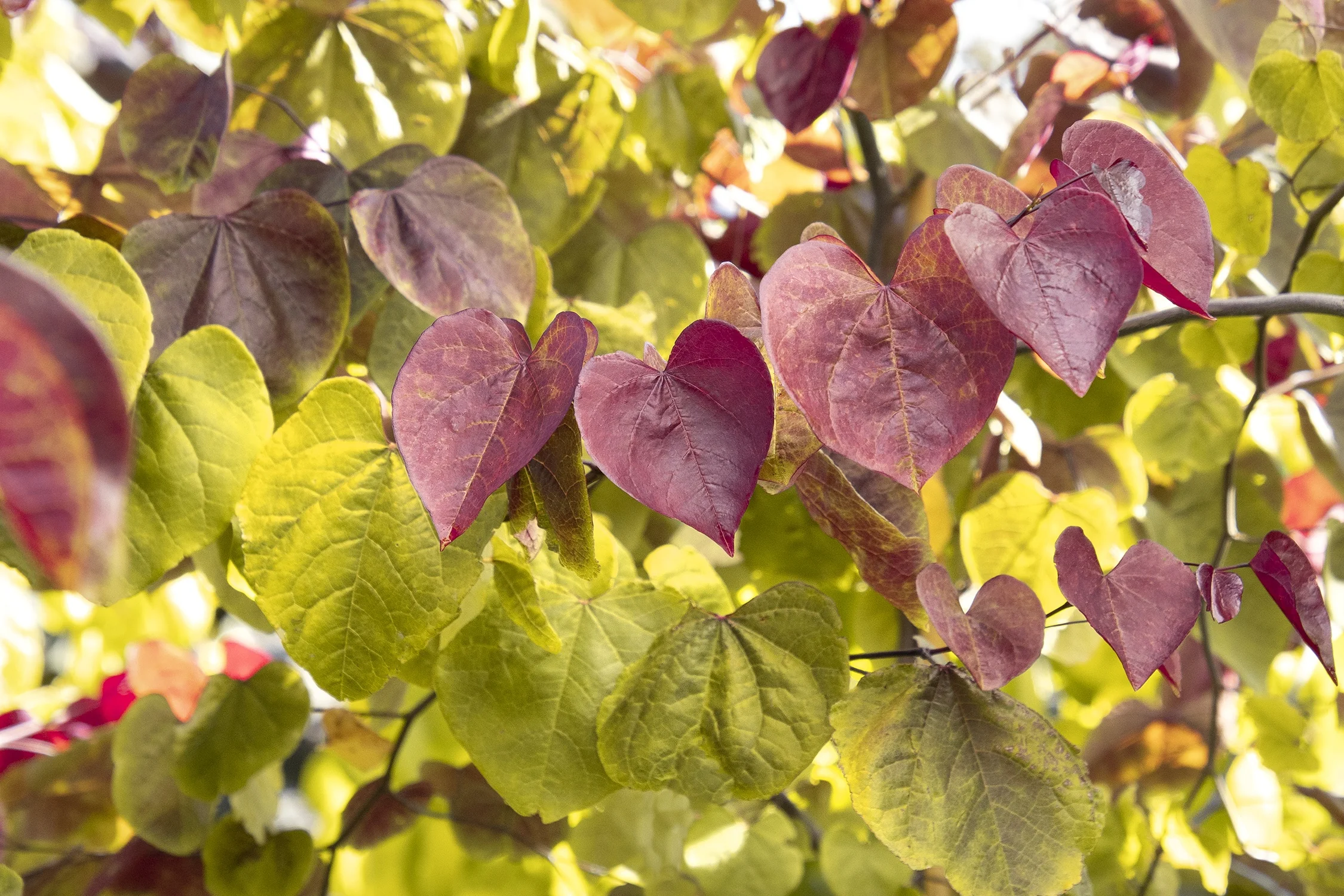 Flame Thrower® Redbud 3 Flame Thrower® Redbud