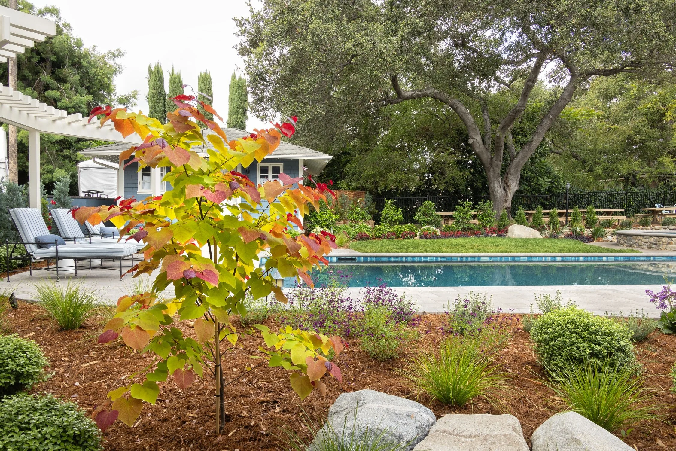 Flame Thrower® Redbud 4 Flame Thrower® Redbud