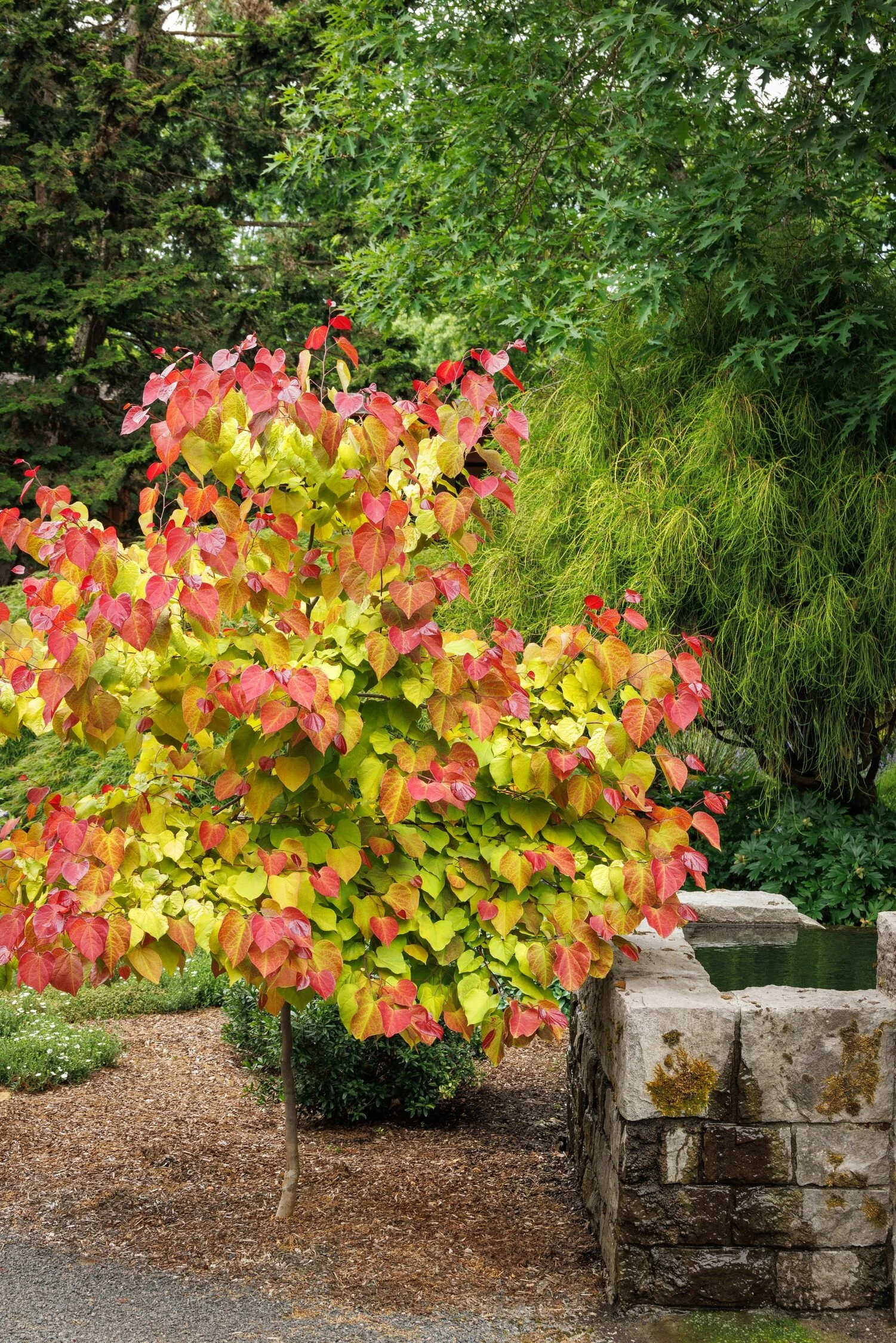 Flame Thrower® Redbud 5 Flame Thrower® Redbud