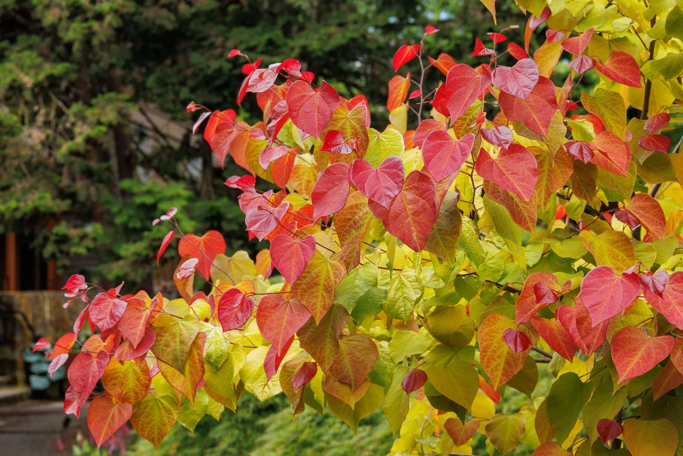 Flame Thrower® Redbud 6 Flame Thrower® Redbud