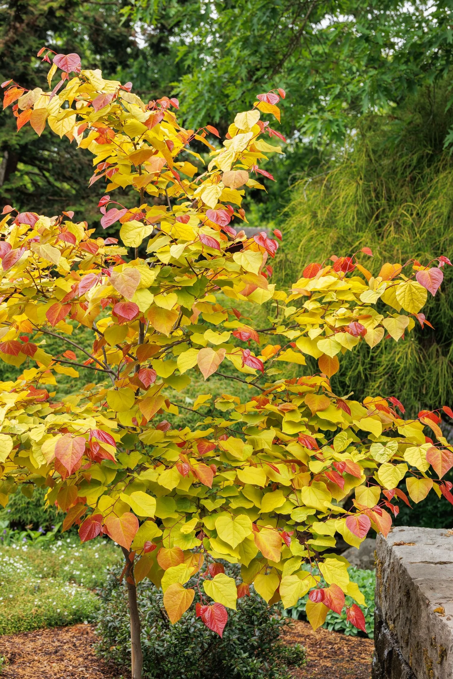 Flame Thrower® Redbud 7 Flame Thrower® Redbud