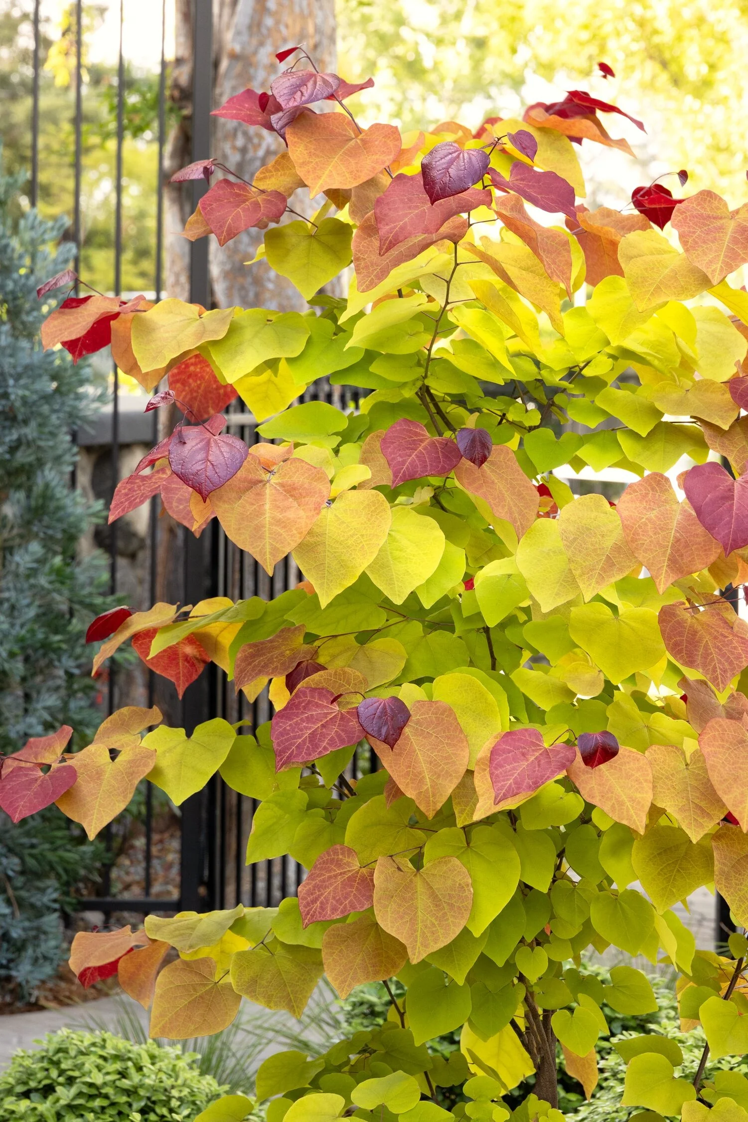 Flame Thrower® Redbud 8 Flame Thrower® Redbud