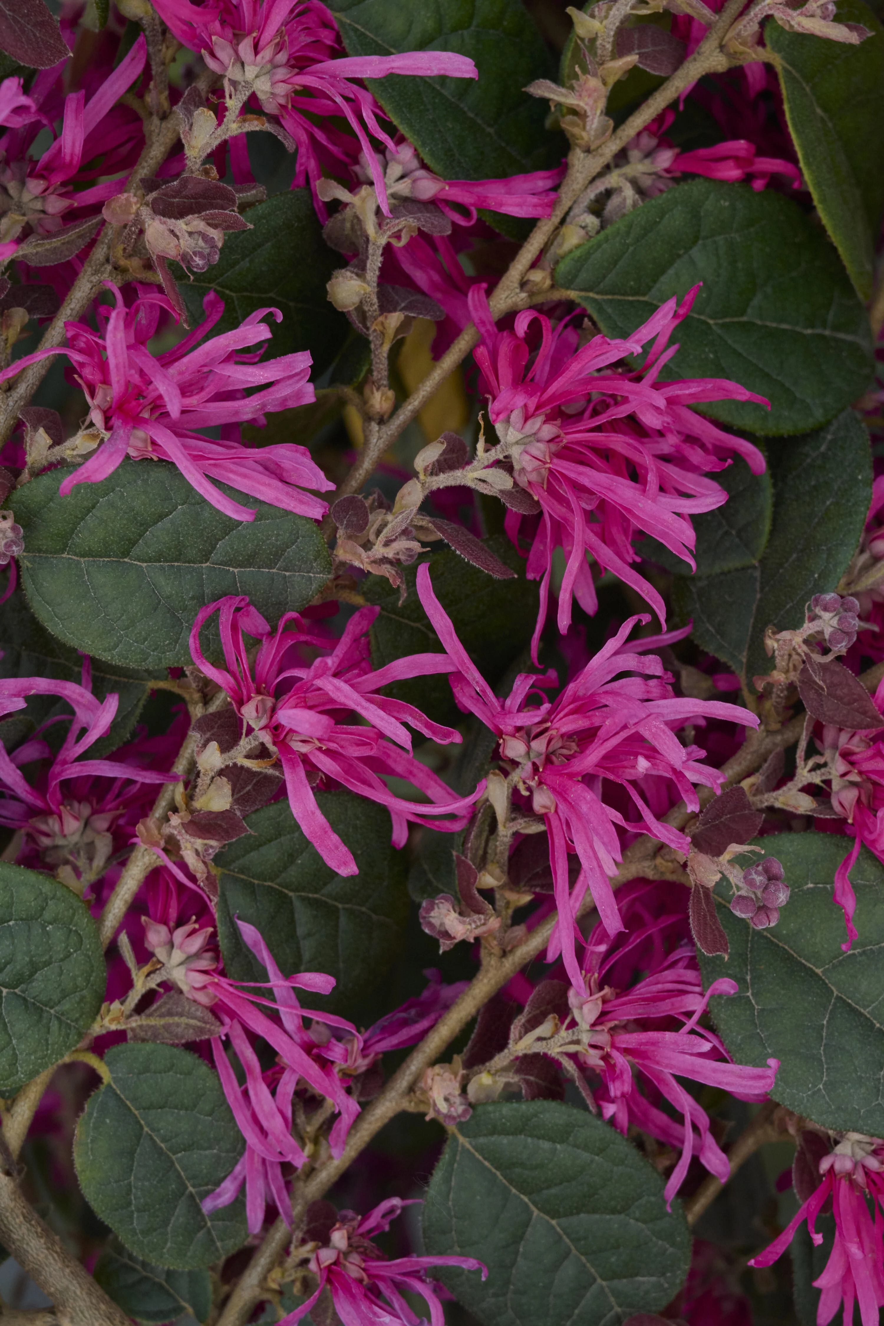 Razzleberri® Fringe Flower 1 Razzleberri® Fringe Flower