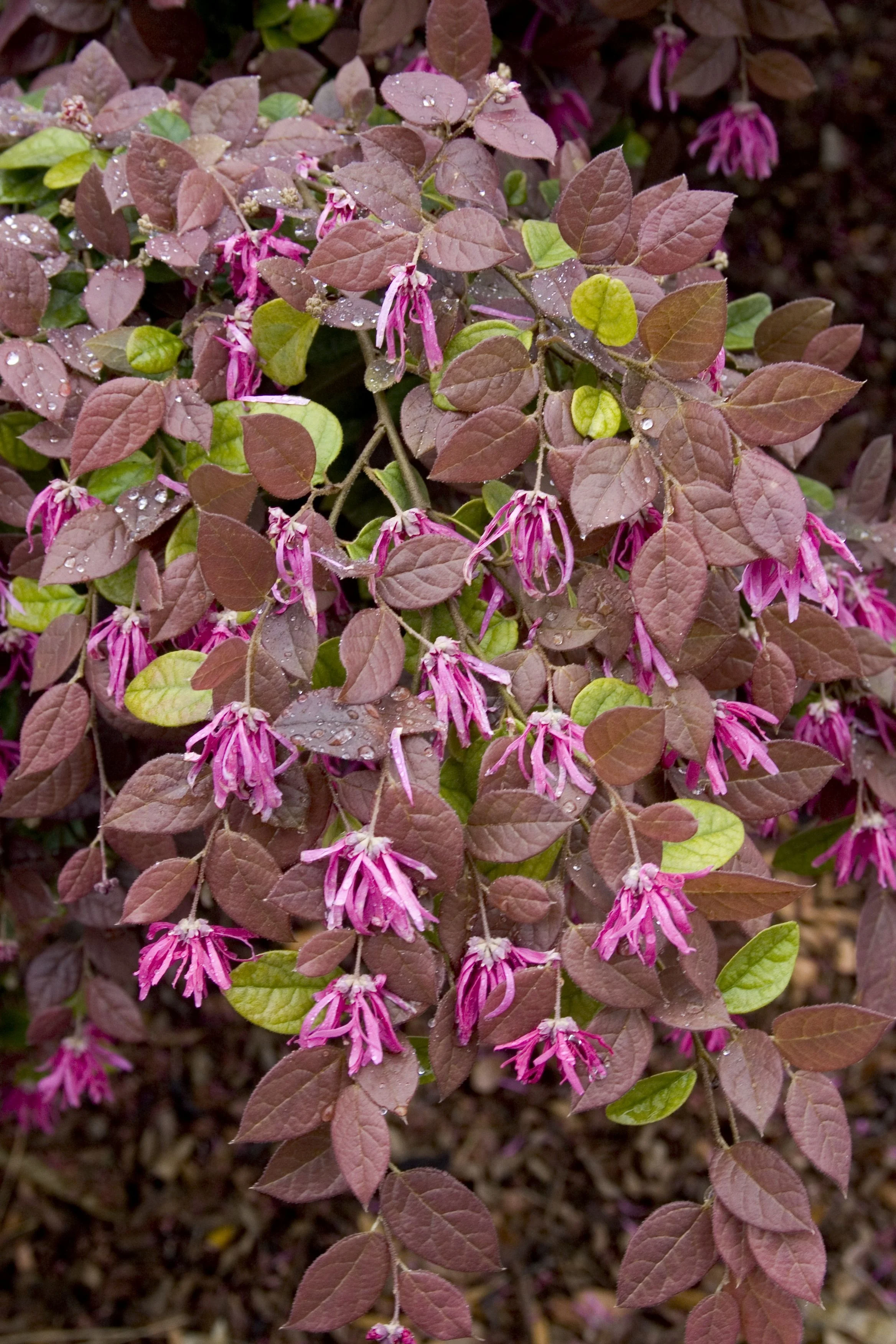 Razzleberri® Fringe Flower 5 Razzleberri® Fringe Flower