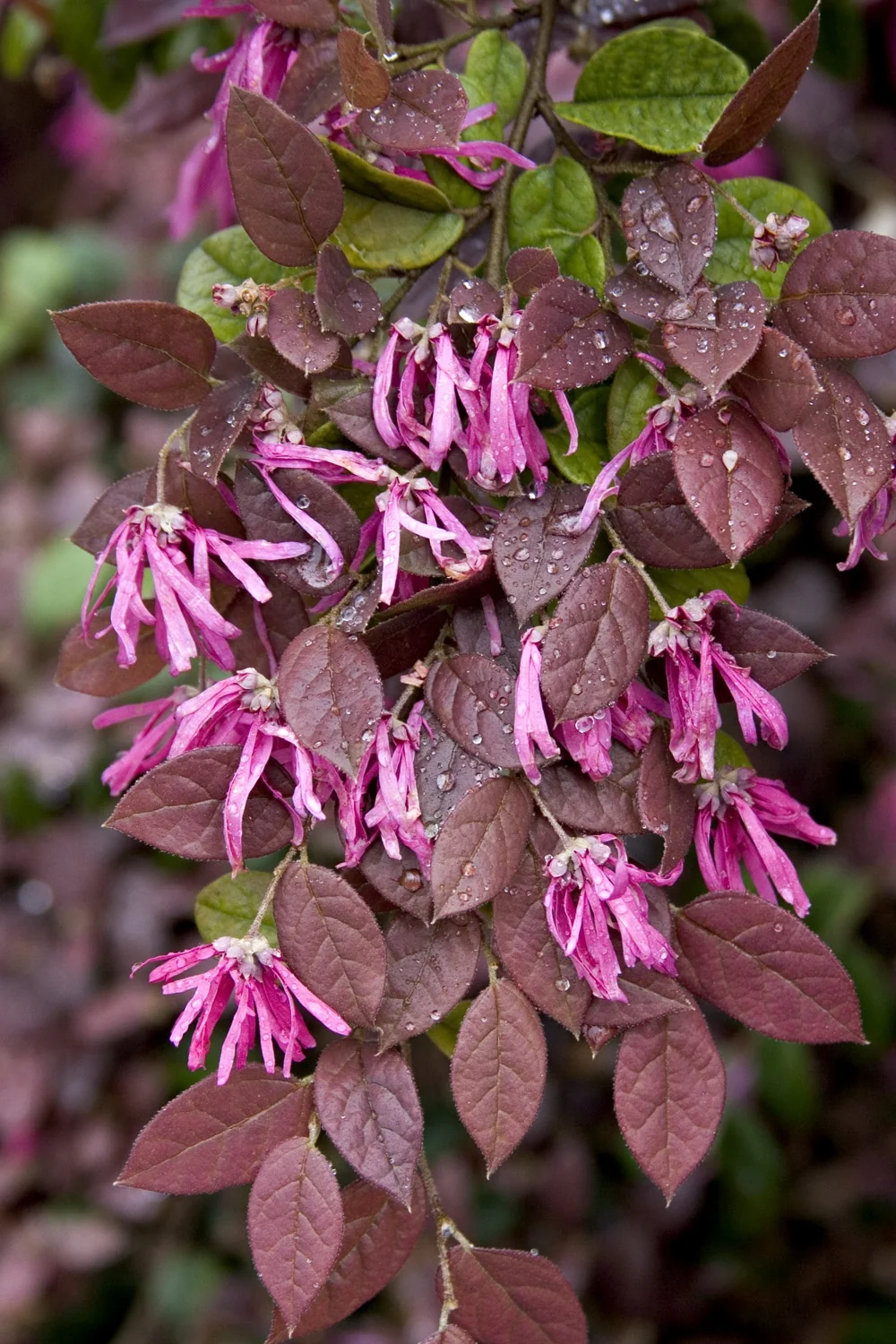 Razzleberri® Fringe Flower 6 Razzleberri® Fringe Flower