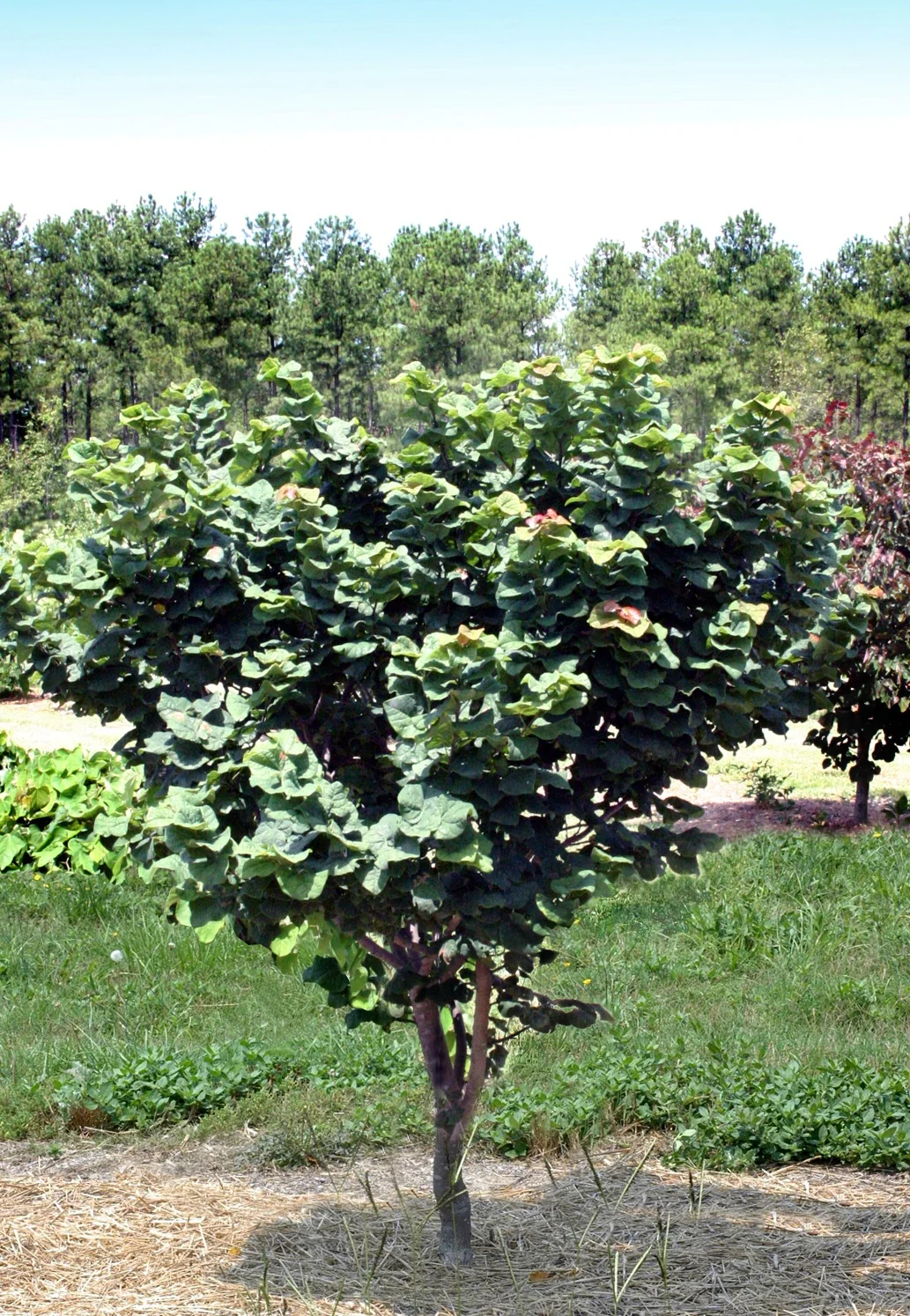Little Woody Redbud 4 Little Woody Redbud