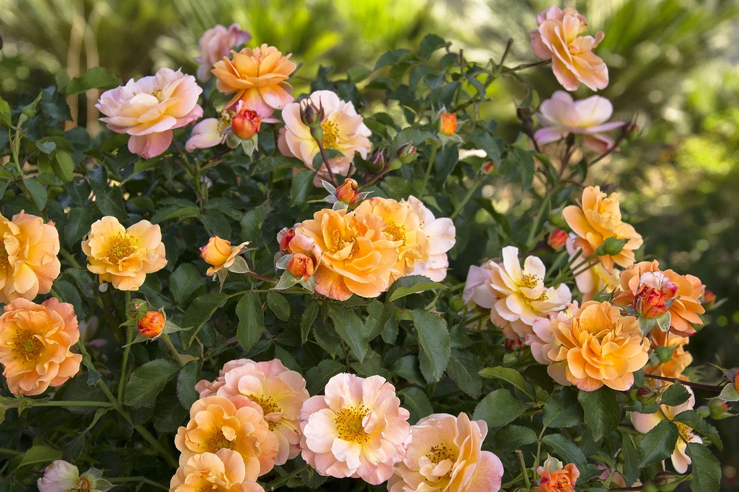Flower Carpet® Amber Rose