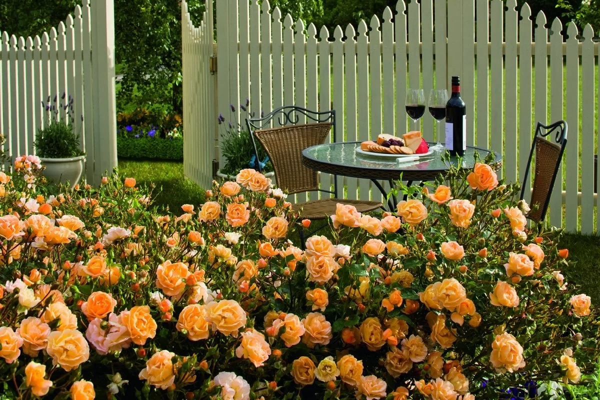 Flower Carpet® Amber Rose 3 Flower Carpet® Amber Rose
