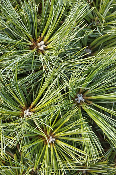 Blue Shag Eastern White Pine 6 Blue Shag Eastern White Pine