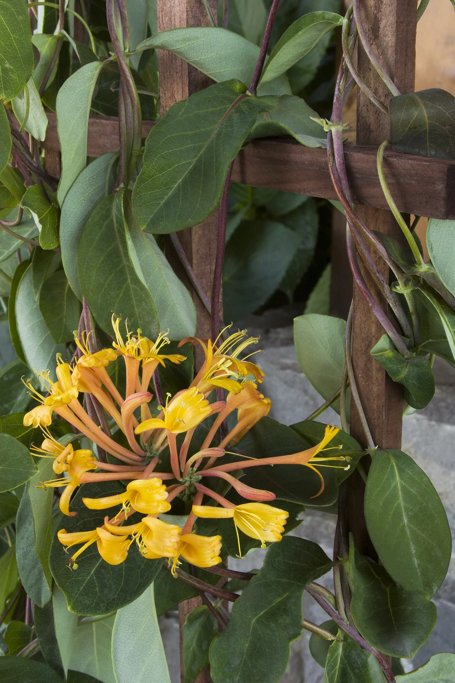 Mandarin Honeysuckle 3 Mandarin Honeysuckle