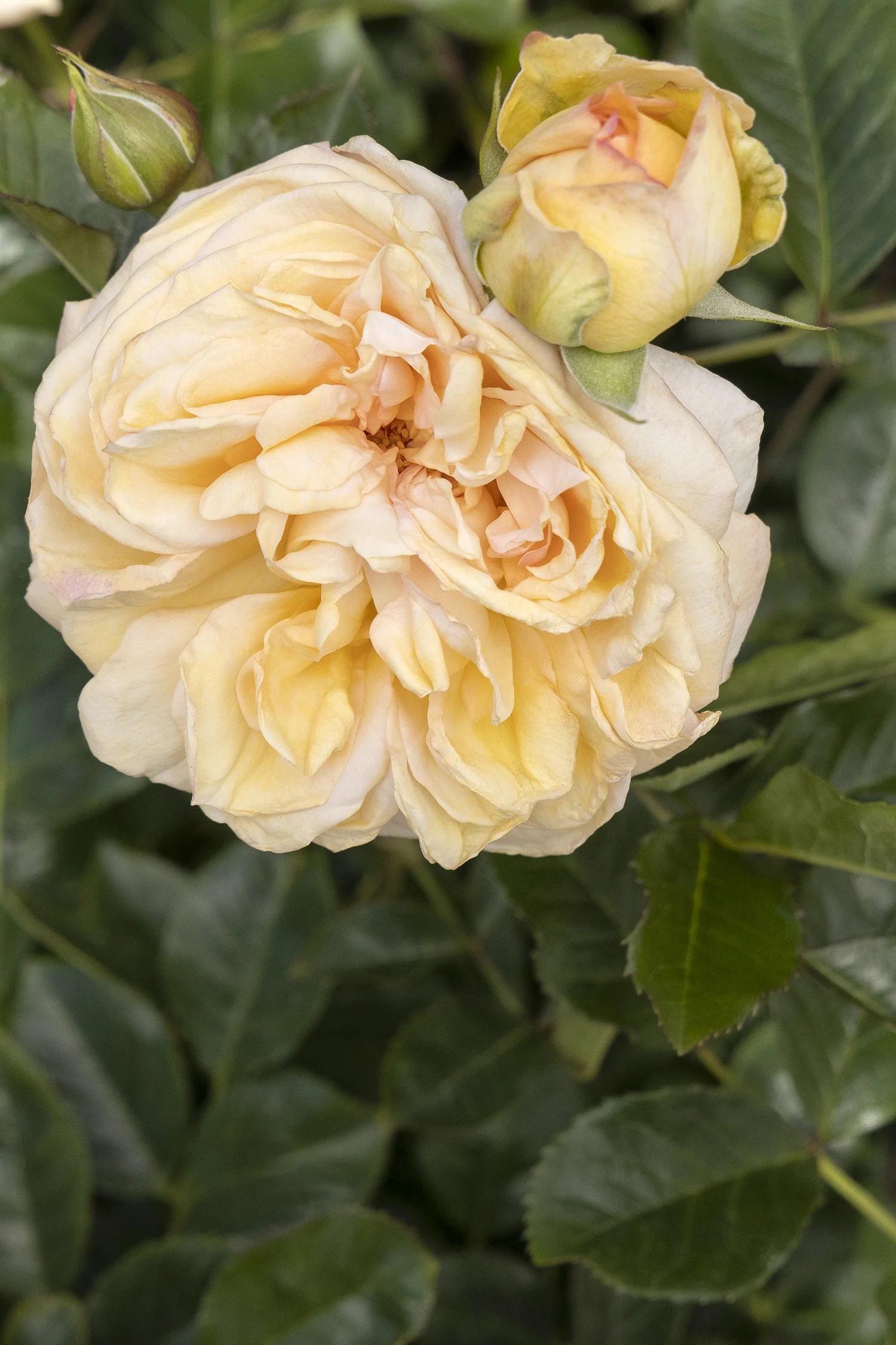 Eau De Parfum® Bubbly Rose 2 Eau De Parfum® Bubbly Rose