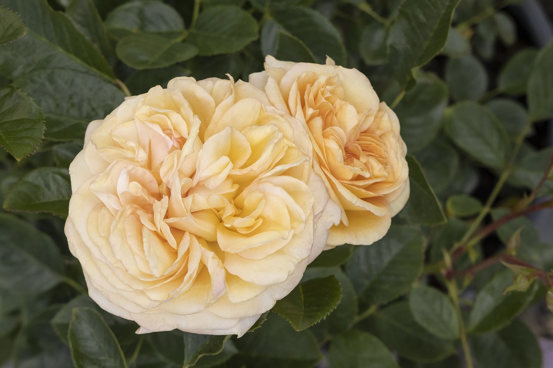 Eau De Parfum® Bubbly Rose 3 Eau De Parfum® Bubbly Rose