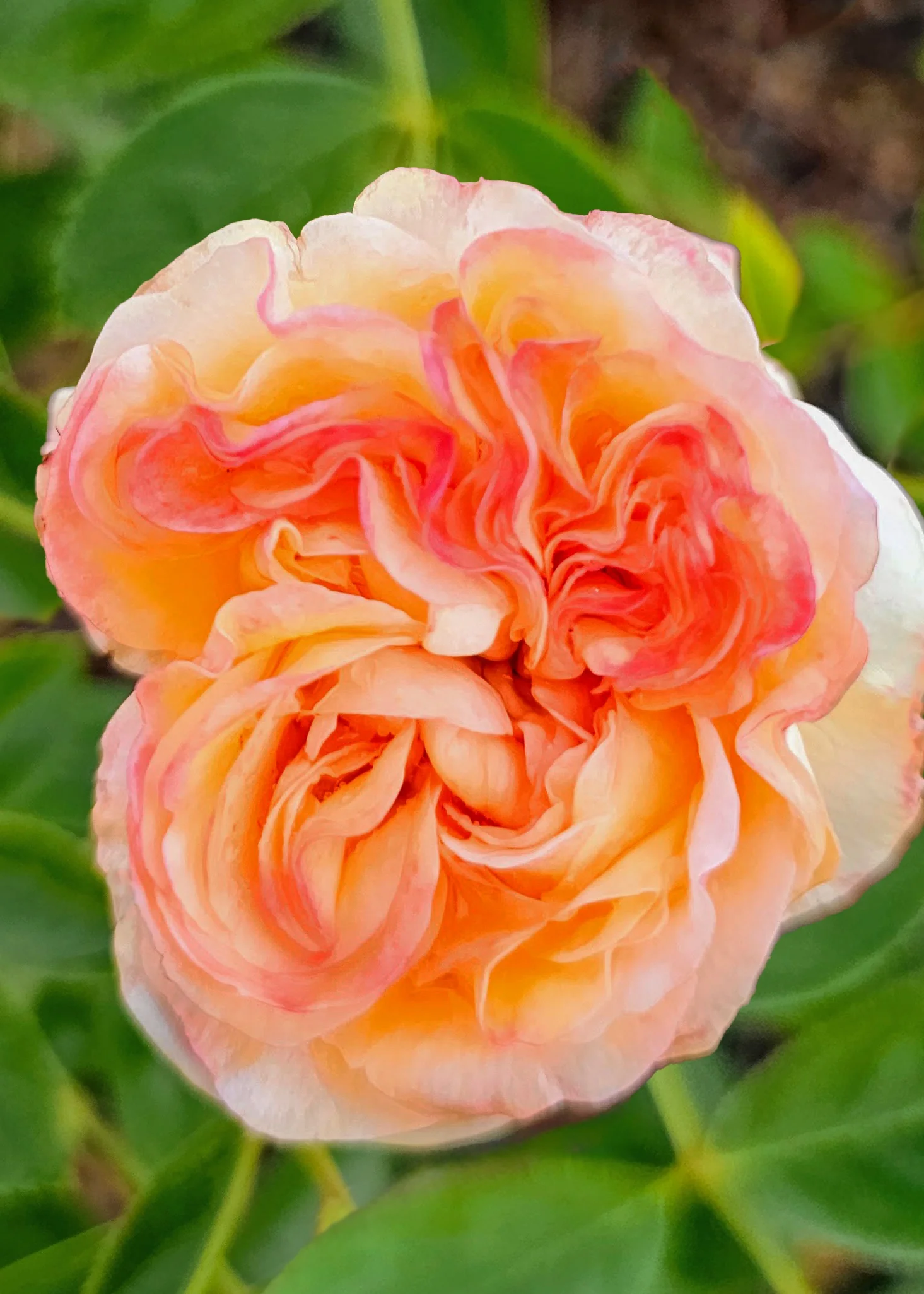 Eau De Parfum® Bubbly Rose 4 Eau De Parfum® Bubbly Rose