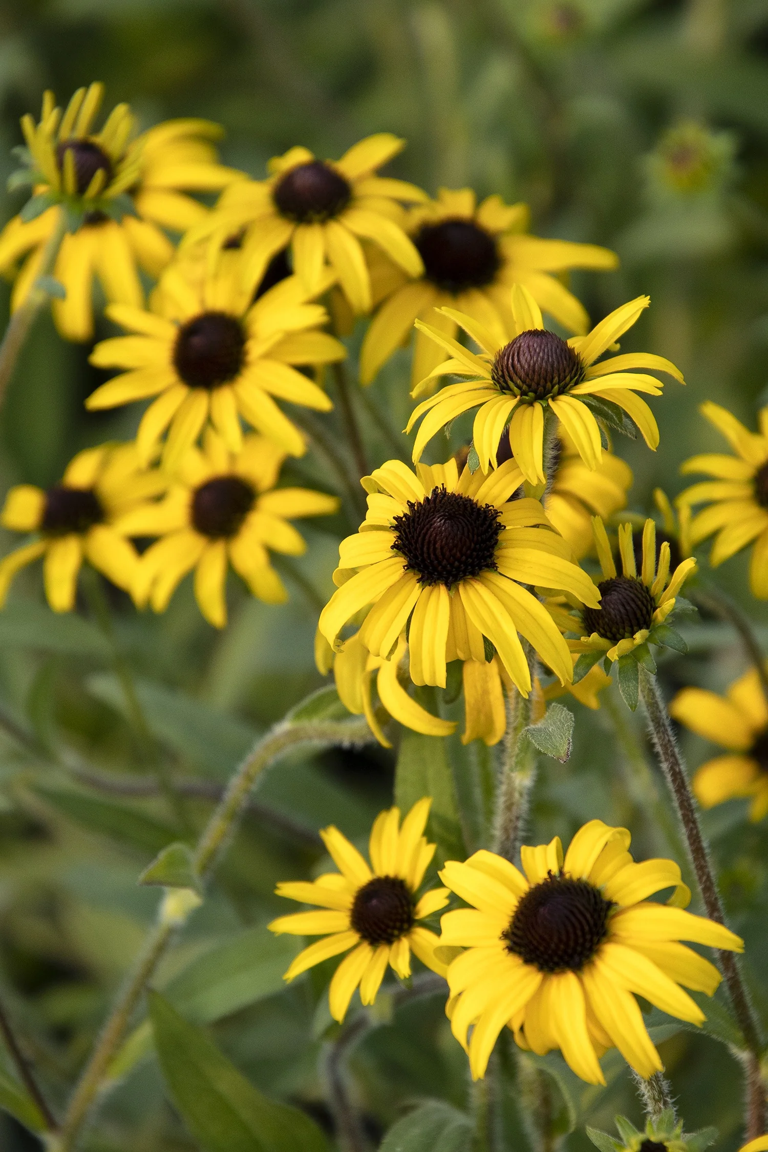 American Gold Rush Black-Eyed Susan
