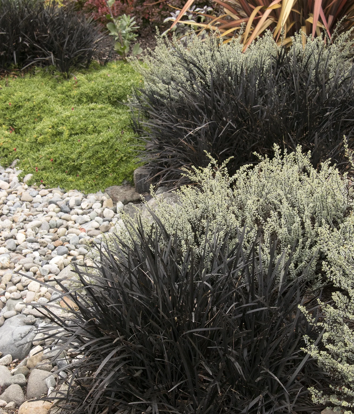 Black Mondo Grass