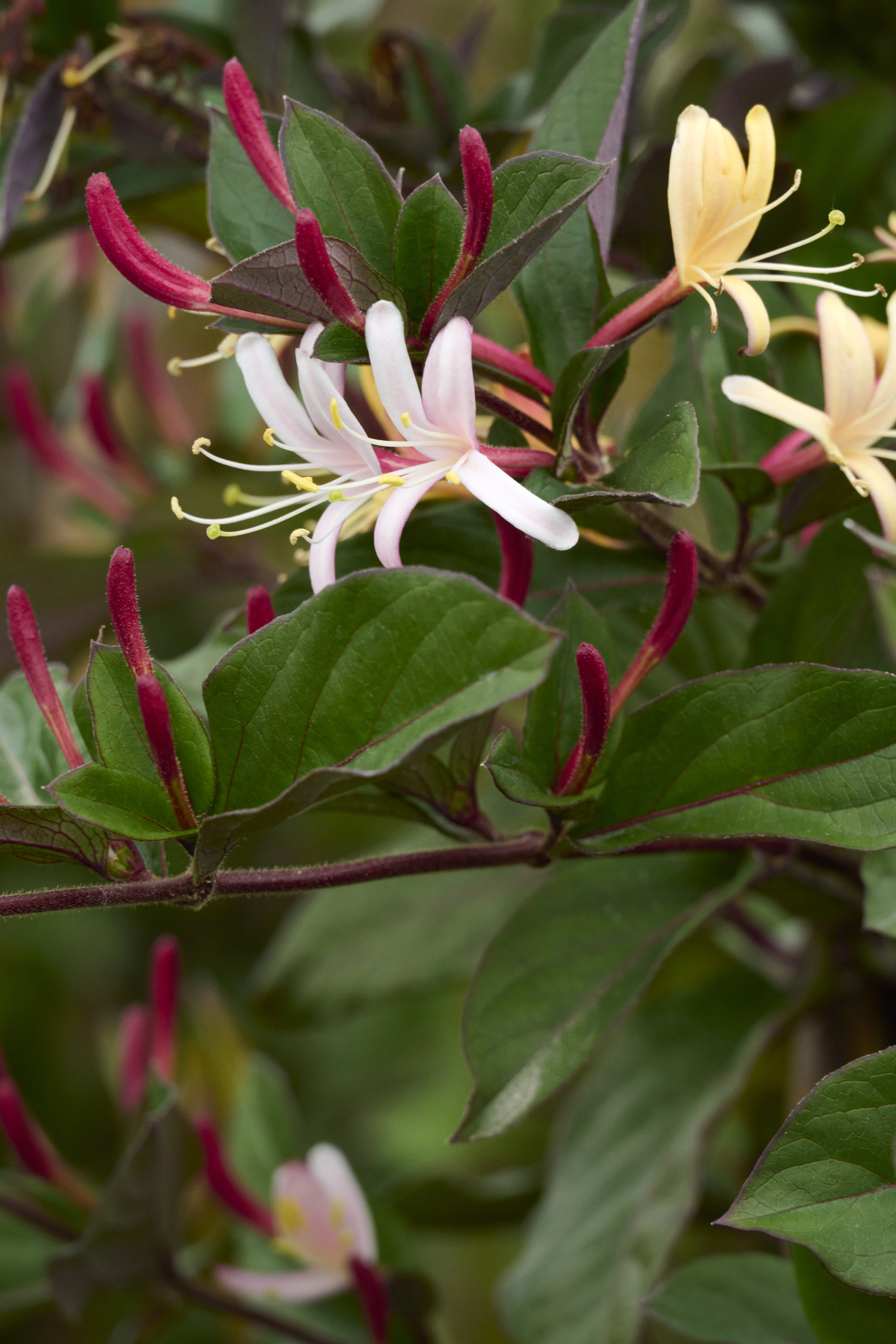 Purple-Leaf Japanese Honeysuckle 1 Purple-Leaf Japanese Honeysuckle
