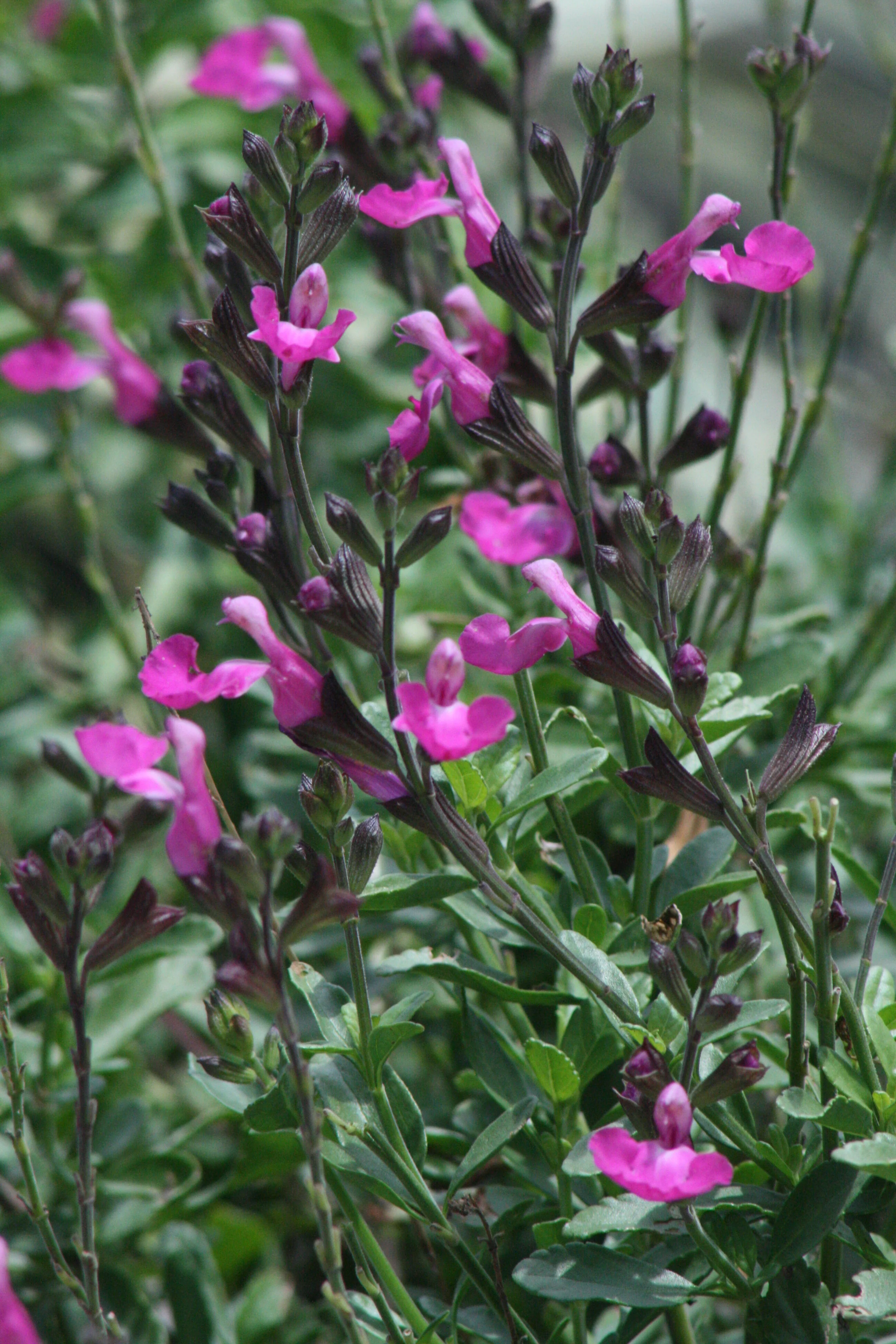 Heatwave™ Sparkle Sage 1 Heatwave™ Sparkle Sage