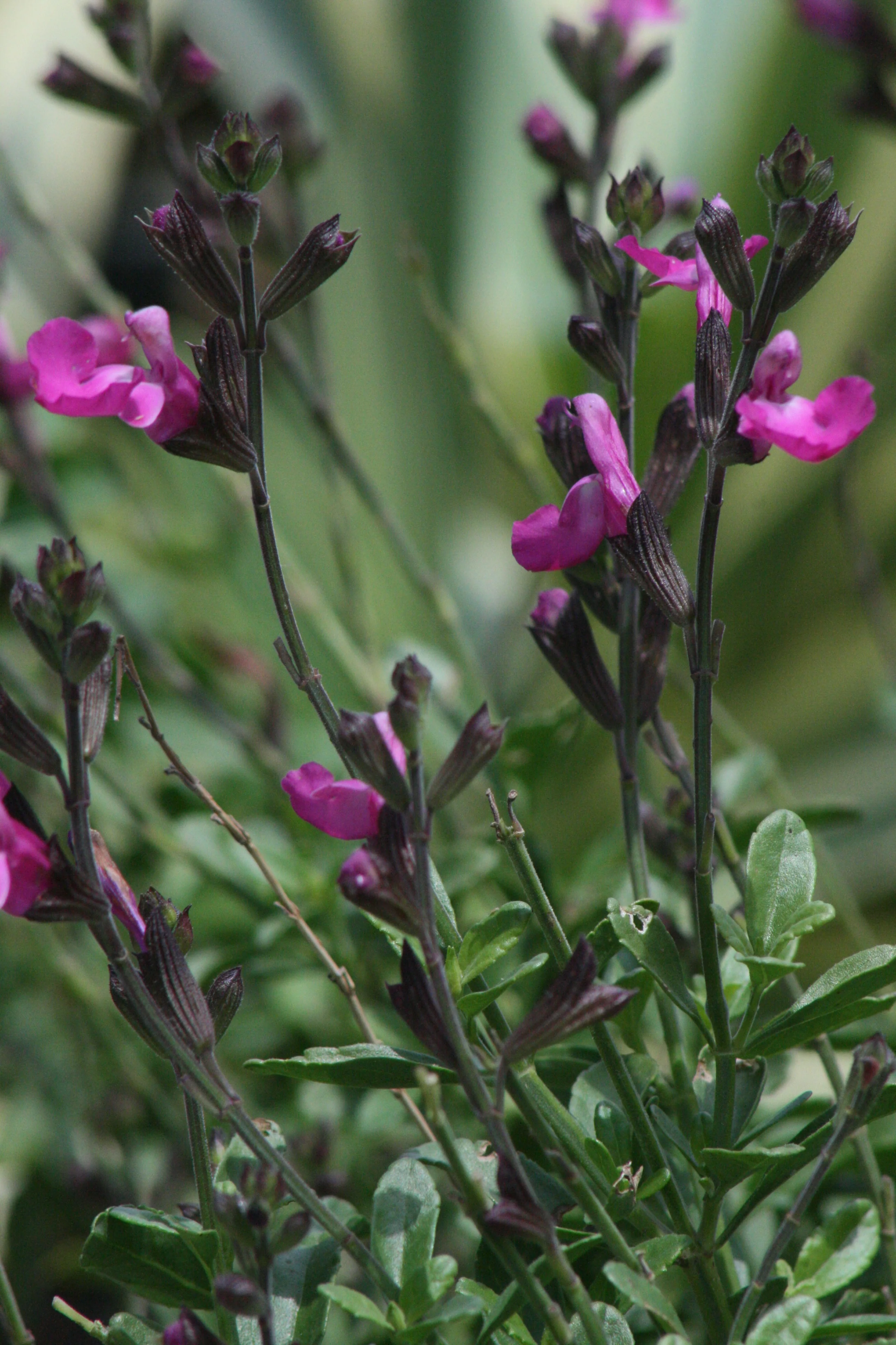 Heatwave™ Sparkle Sage 2 Heatwave™ Sparkle Sage