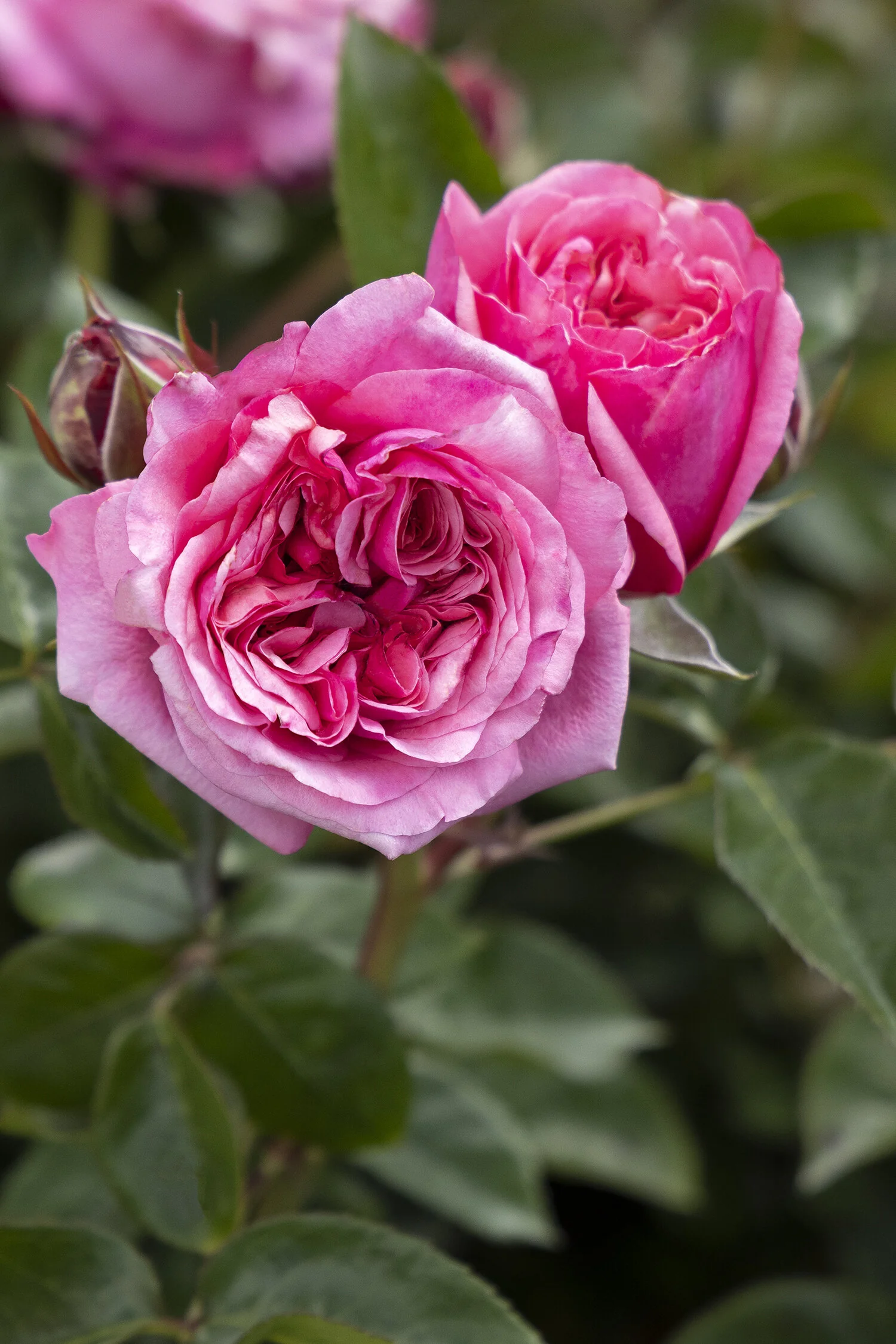 Eau De Parfum® Blush Rose 8 Eau De Parfum® Blush Rose