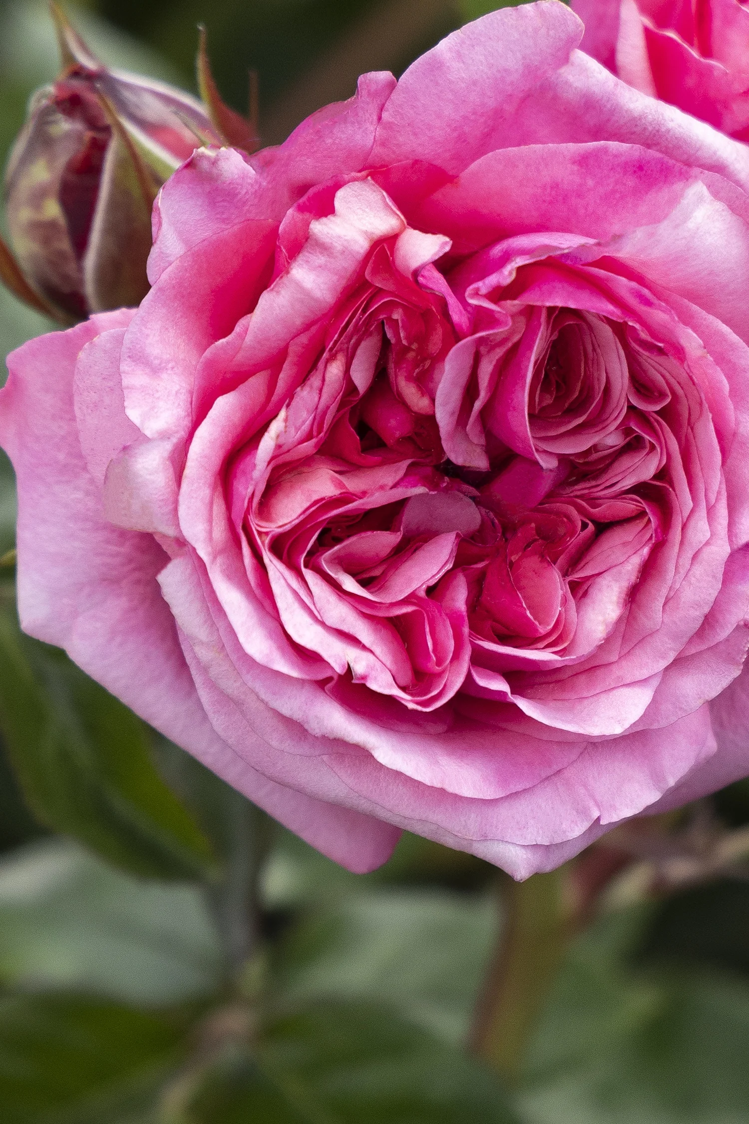 Eau De Parfum® Blush Rose 3 Eau De Parfum® Blush Rose
