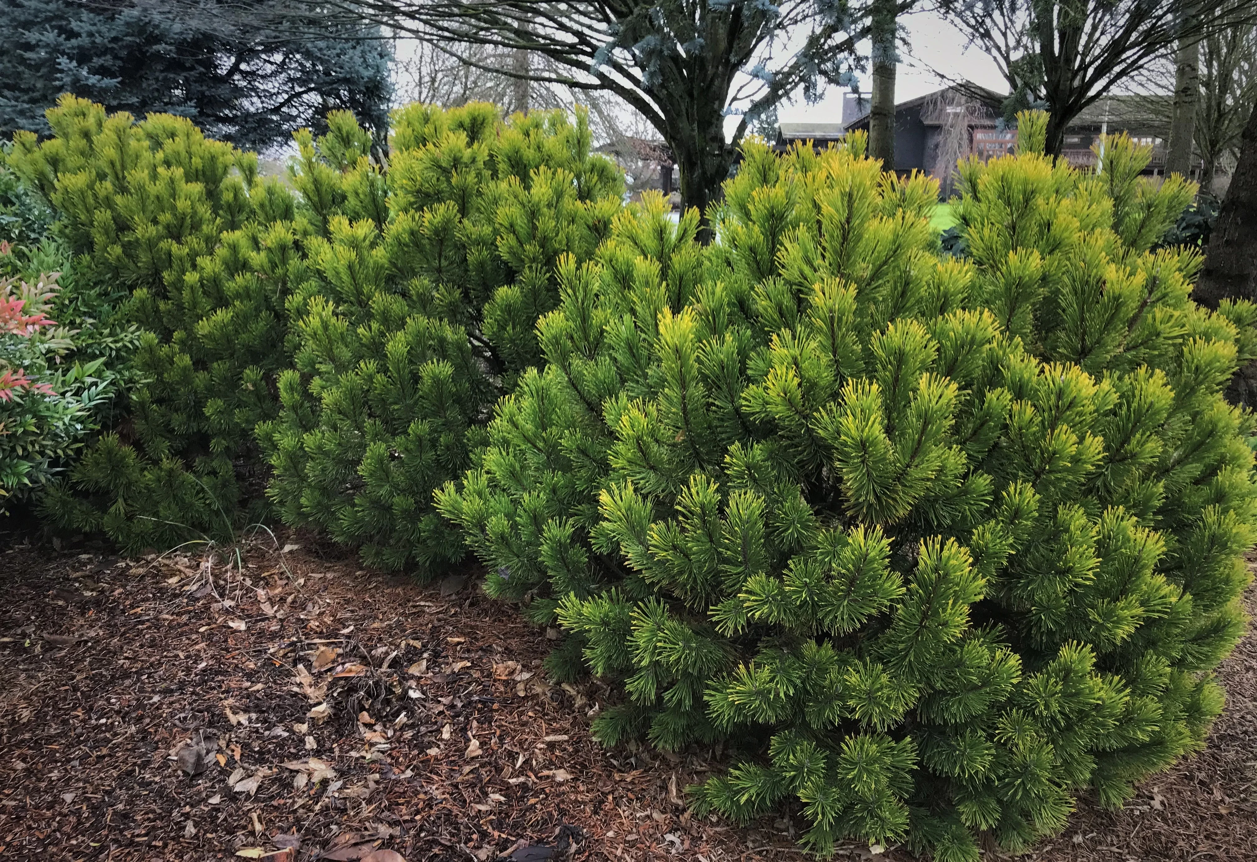 Carsten's Wintergold Mugo Pine