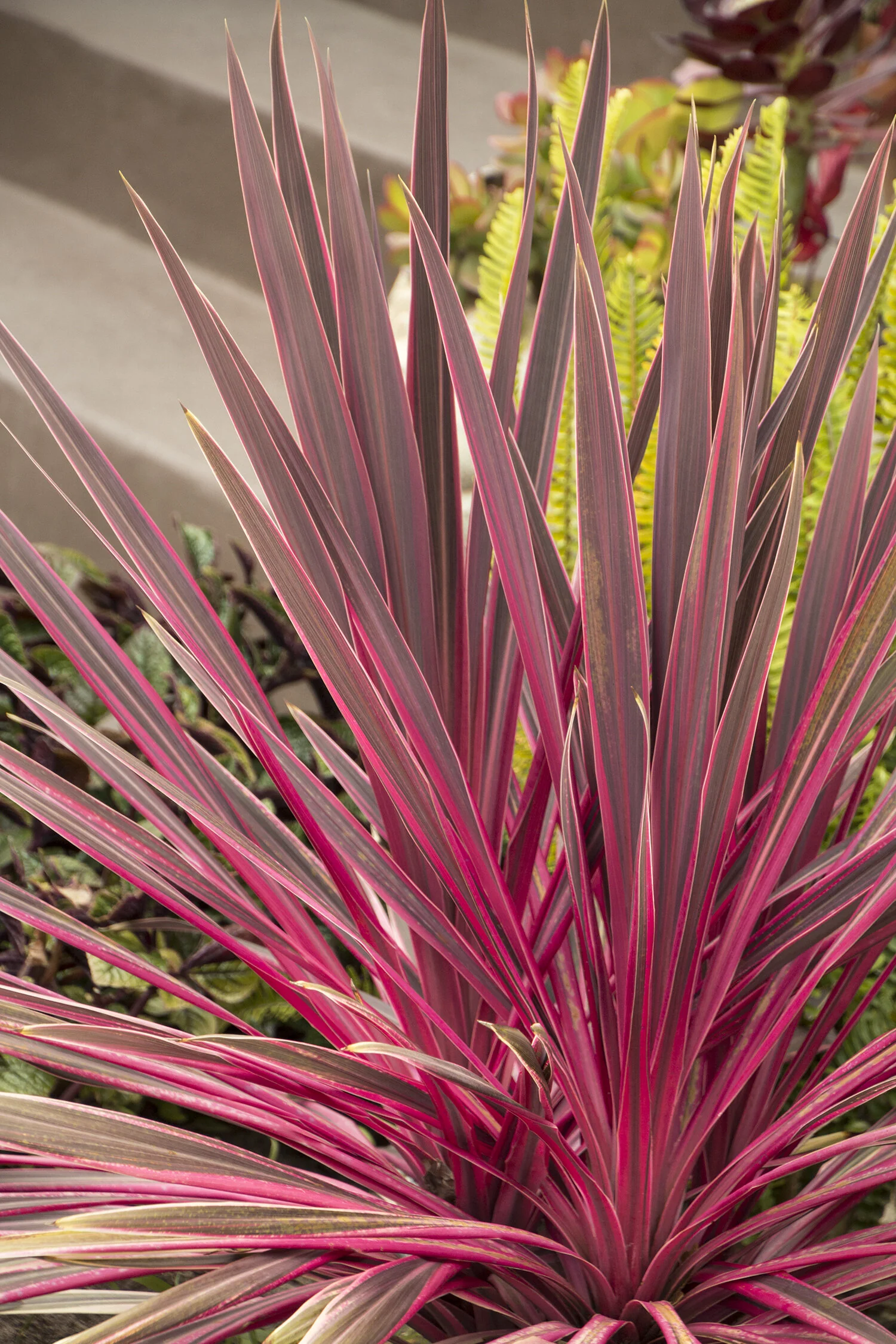 Electric Pink Cordyline 4 Electric Pink Cordyline