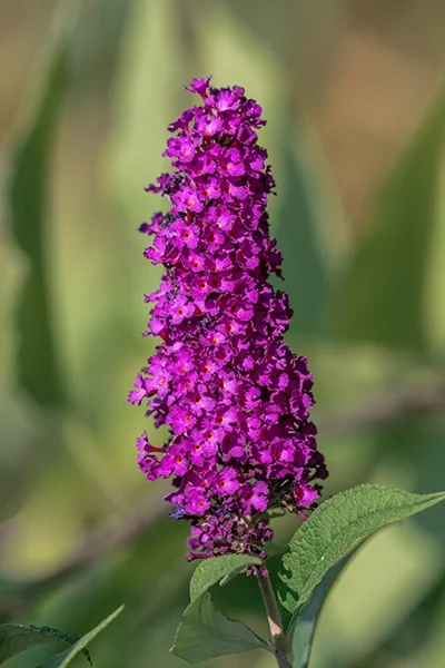 Summer Bird® Magenta Butterfly Bush