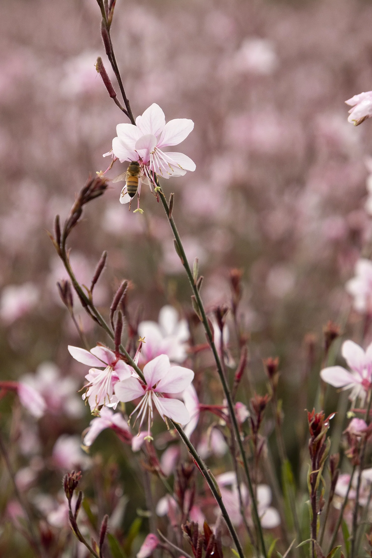 Steffi™ Blush Pink Gaura 9 Steffi™ Blush Pink Gaura