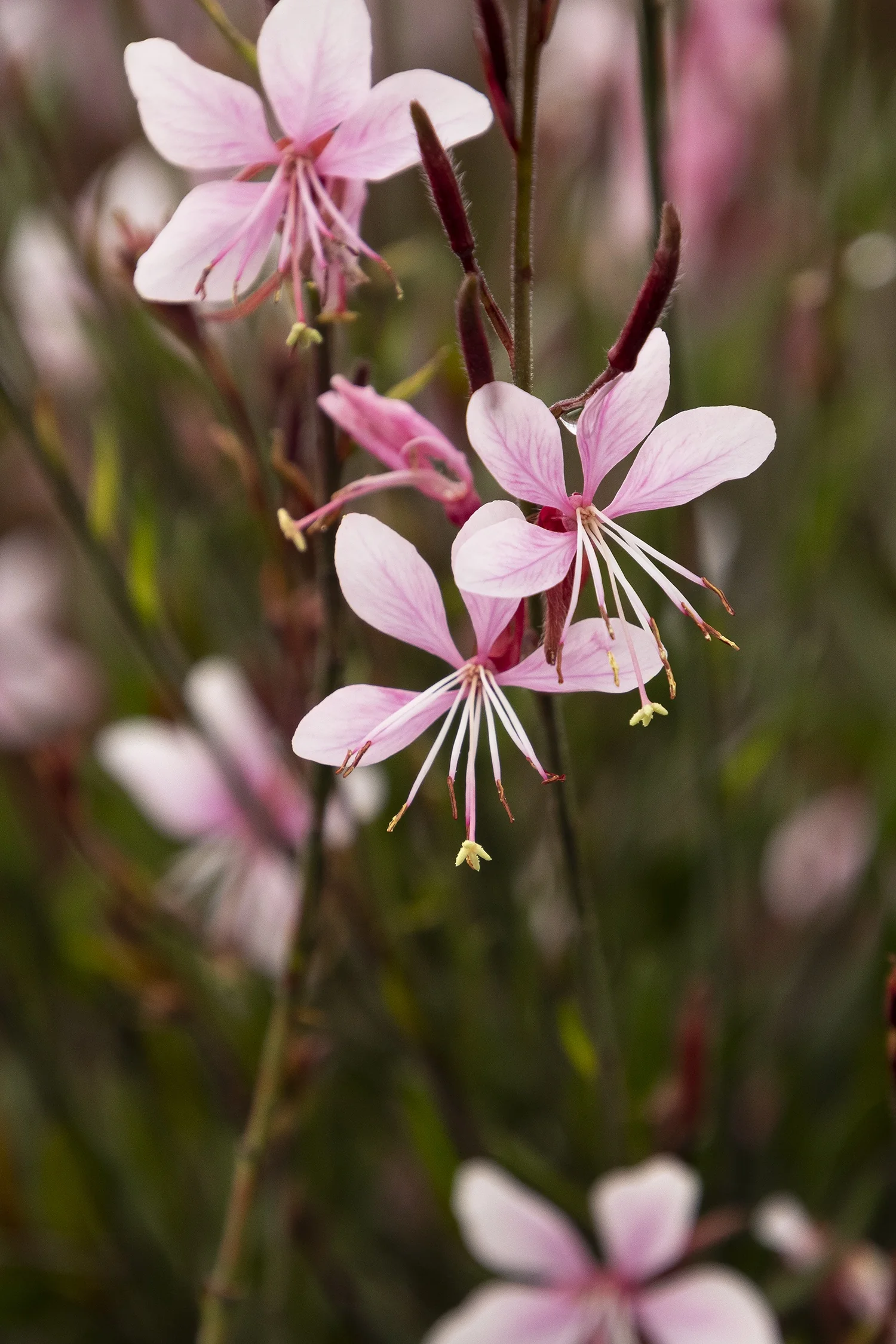 Steffi™ Blush Pink Gaura 2 Steffi™ Blush Pink Gaura