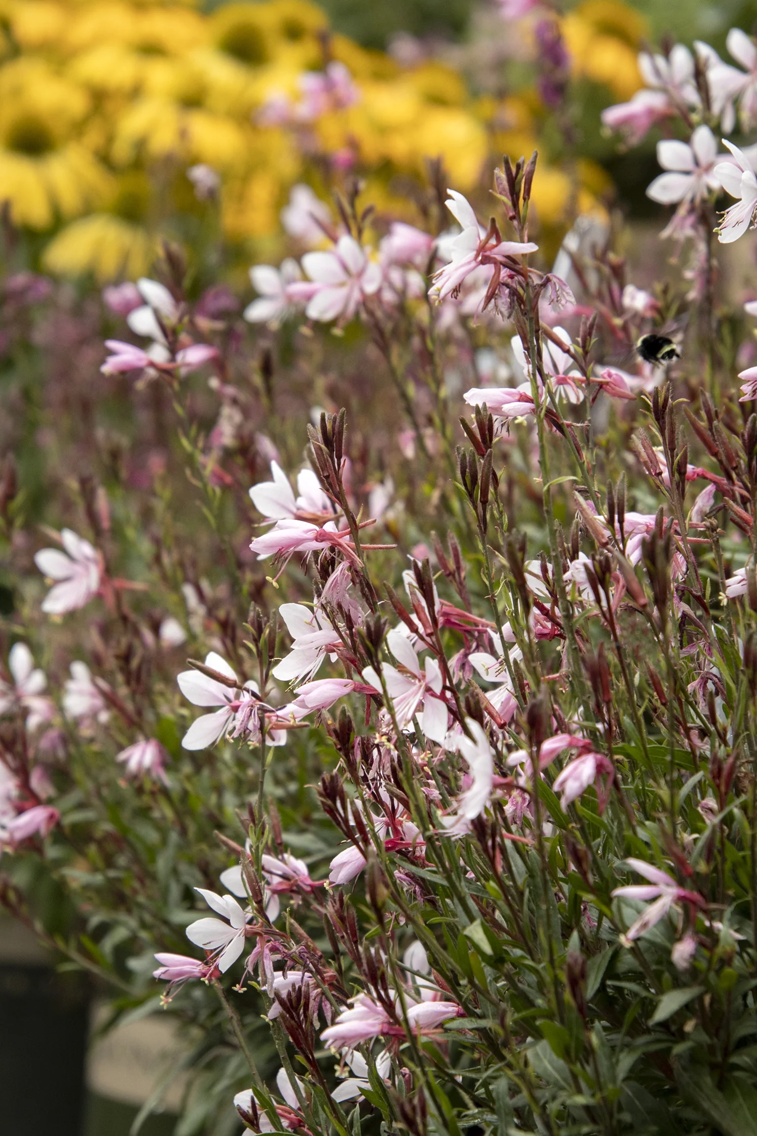 Steffi™ Blush Pink Gaura 3 Steffi™ Blush Pink Gaura