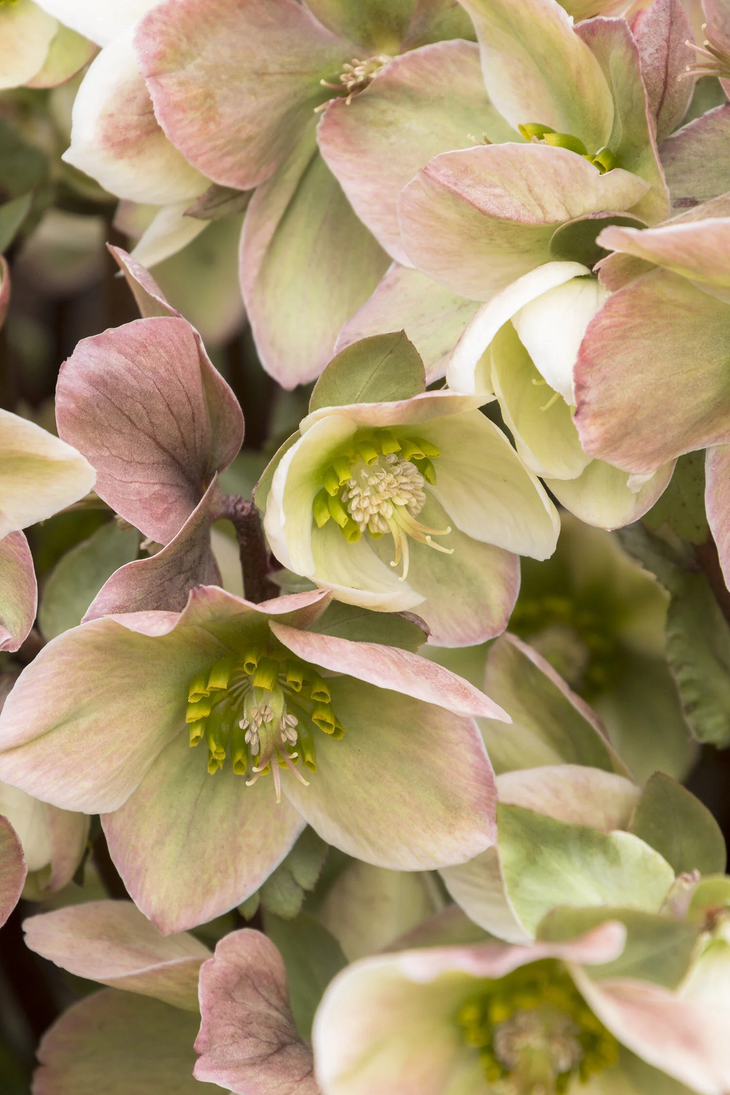 Ivory Prince Hellebore 1 Ivory Prince Hellebore