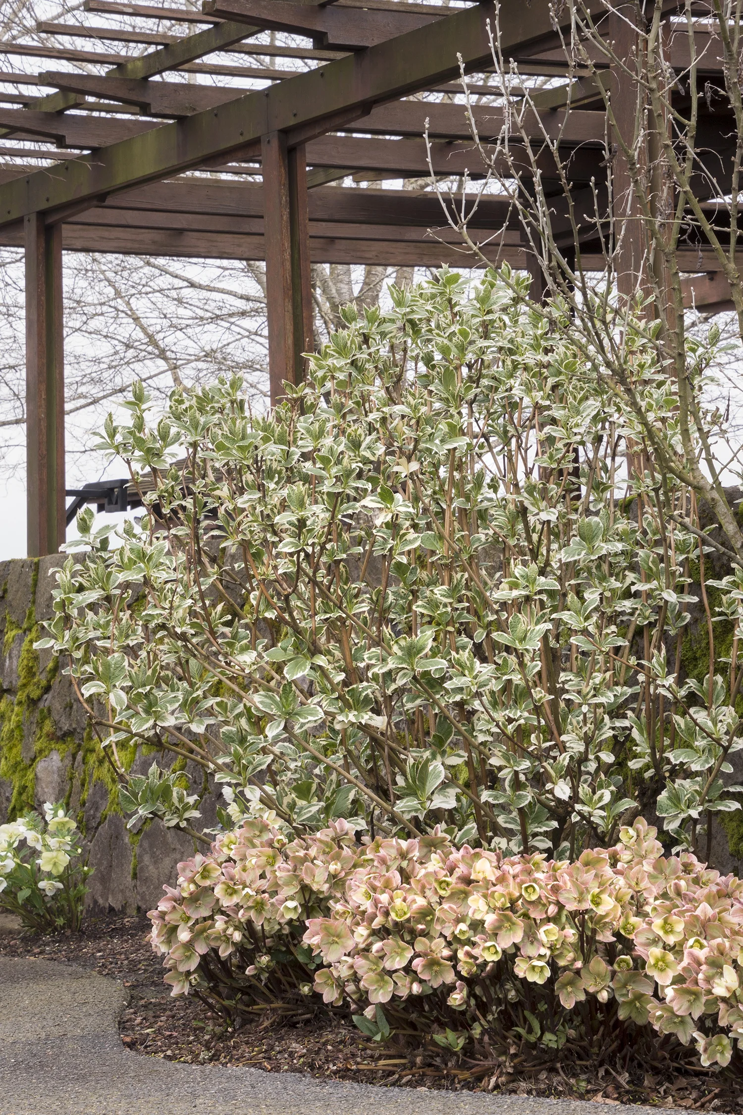 Ivory Prince Hellebore 2 Ivory Prince Hellebore