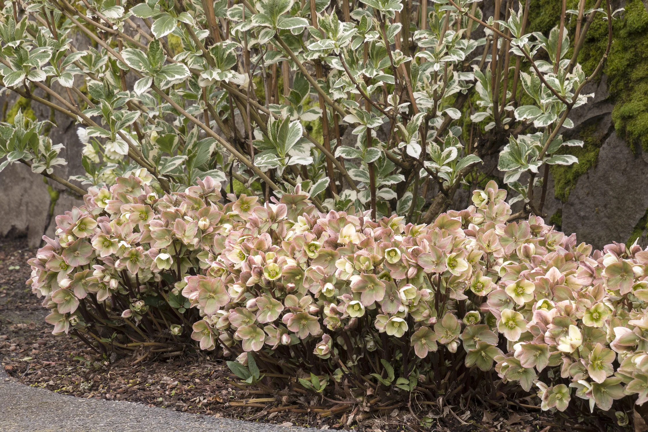 Ivory Prince Hellebore 3 Ivory Prince Hellebore