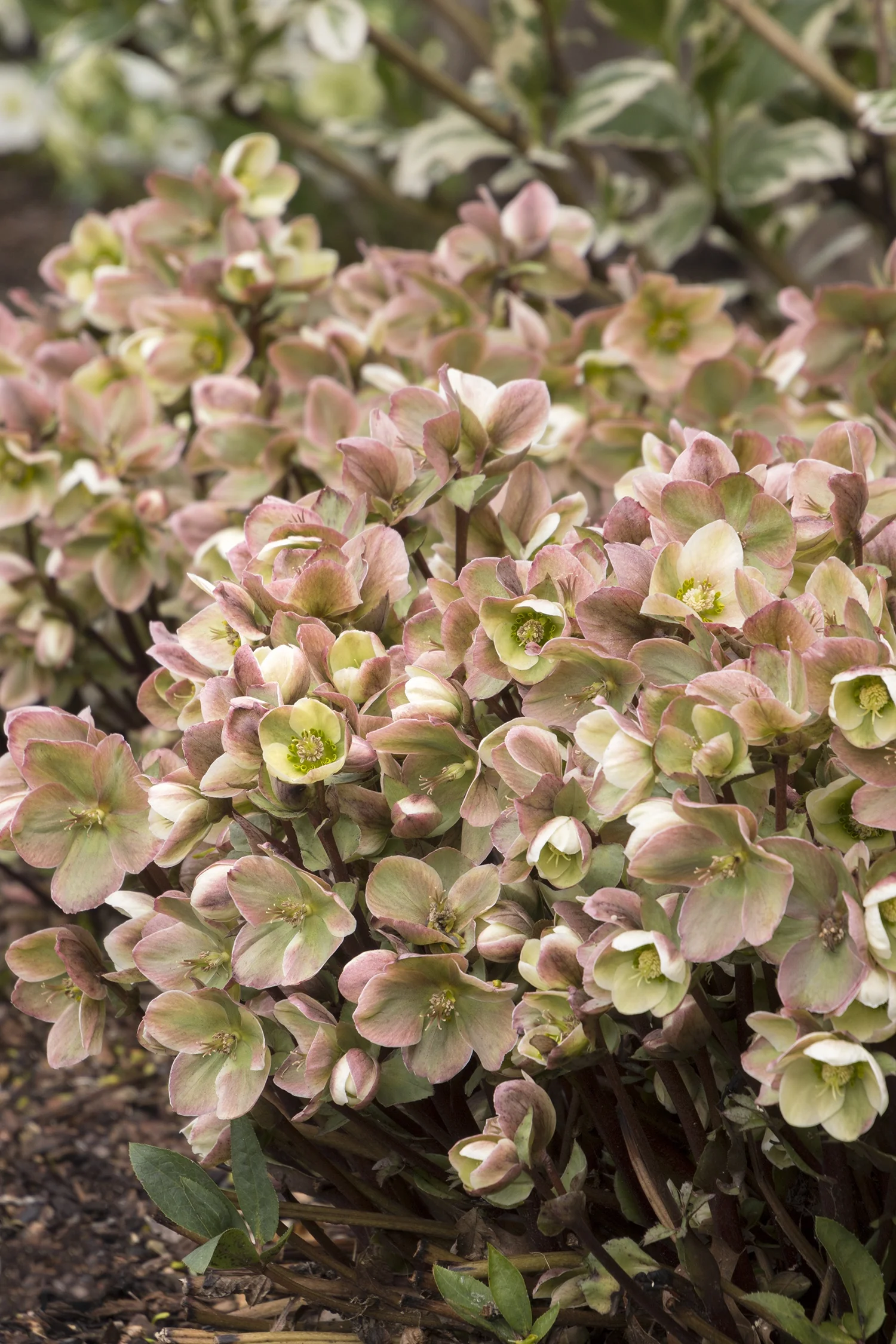 Ivory Prince Hellebore 4 Ivory Prince Hellebore