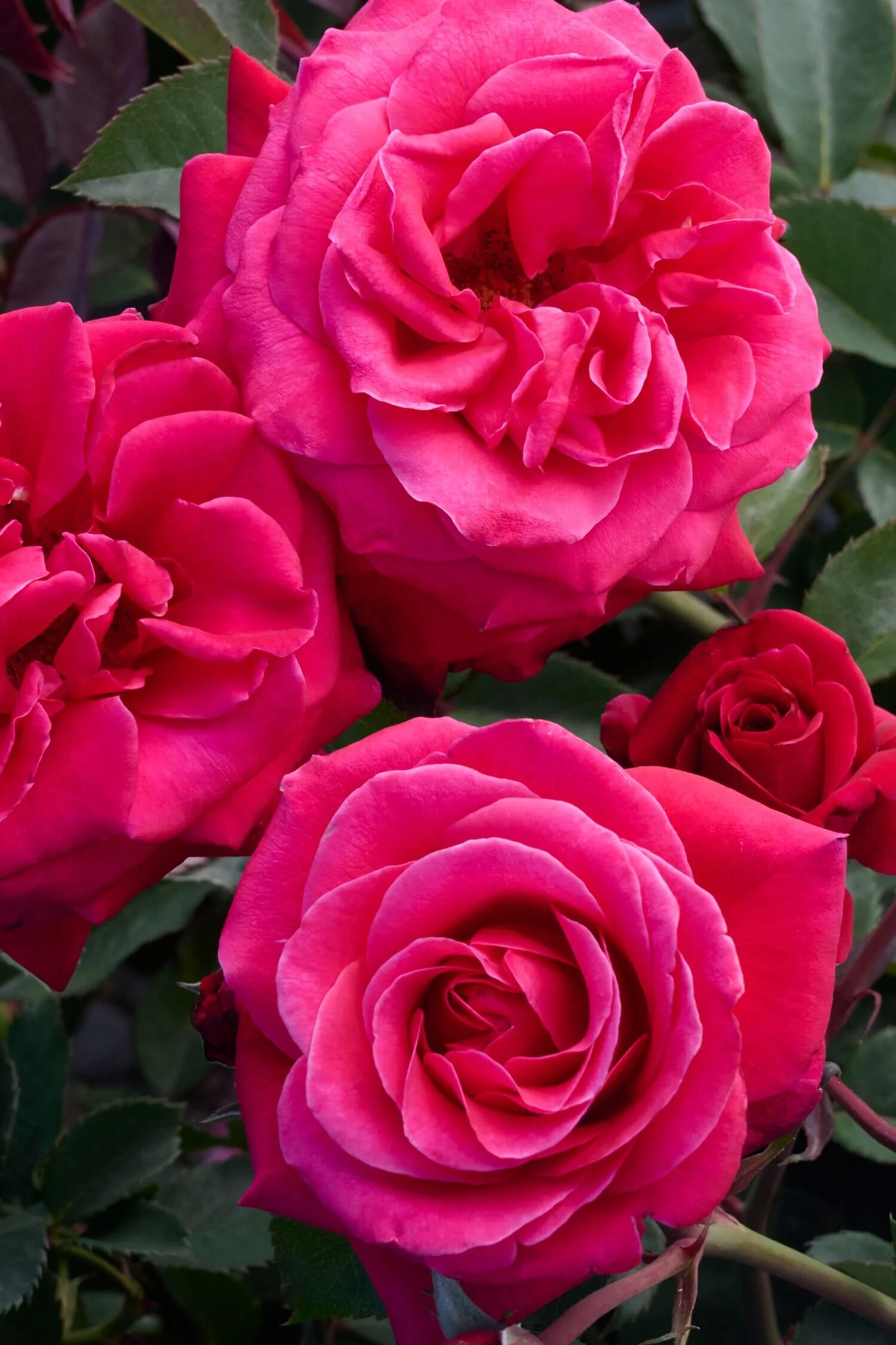 Eau De Parfum® Bling Rose