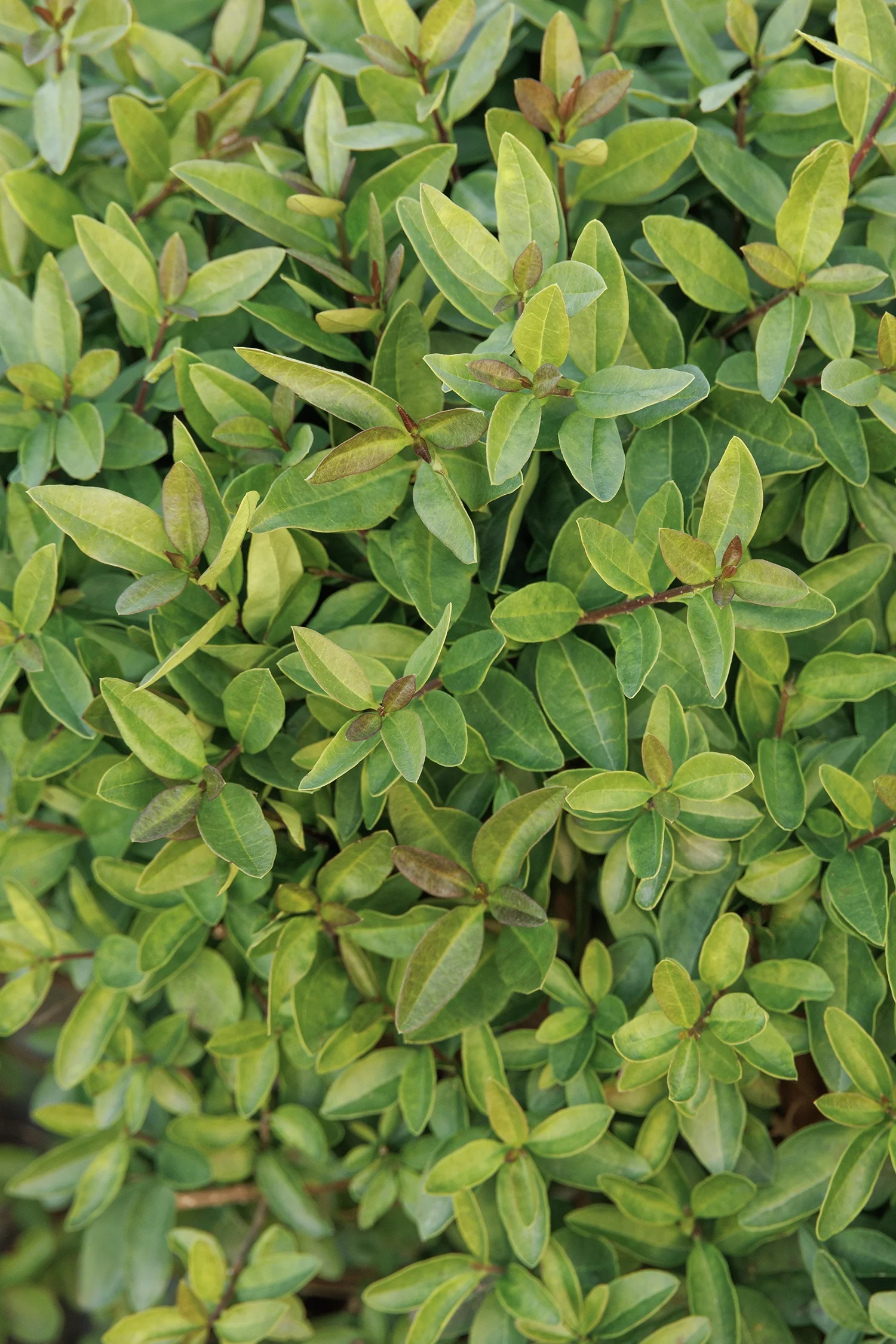 Lodense Privet 12 Lodense Privet