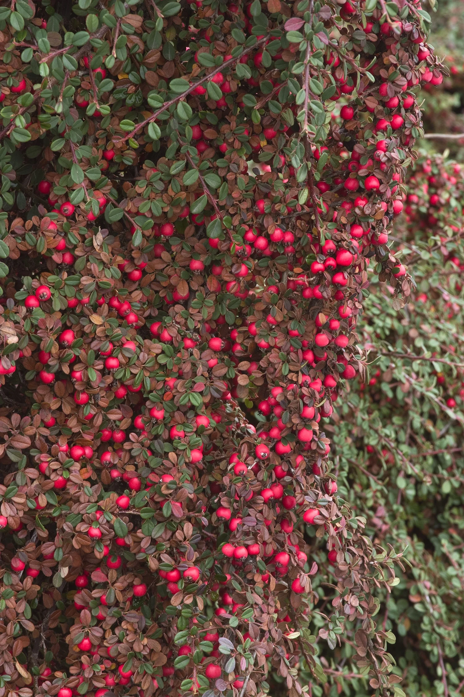 Eichholz Cotoneaster 1 Eichholz Cotoneaster