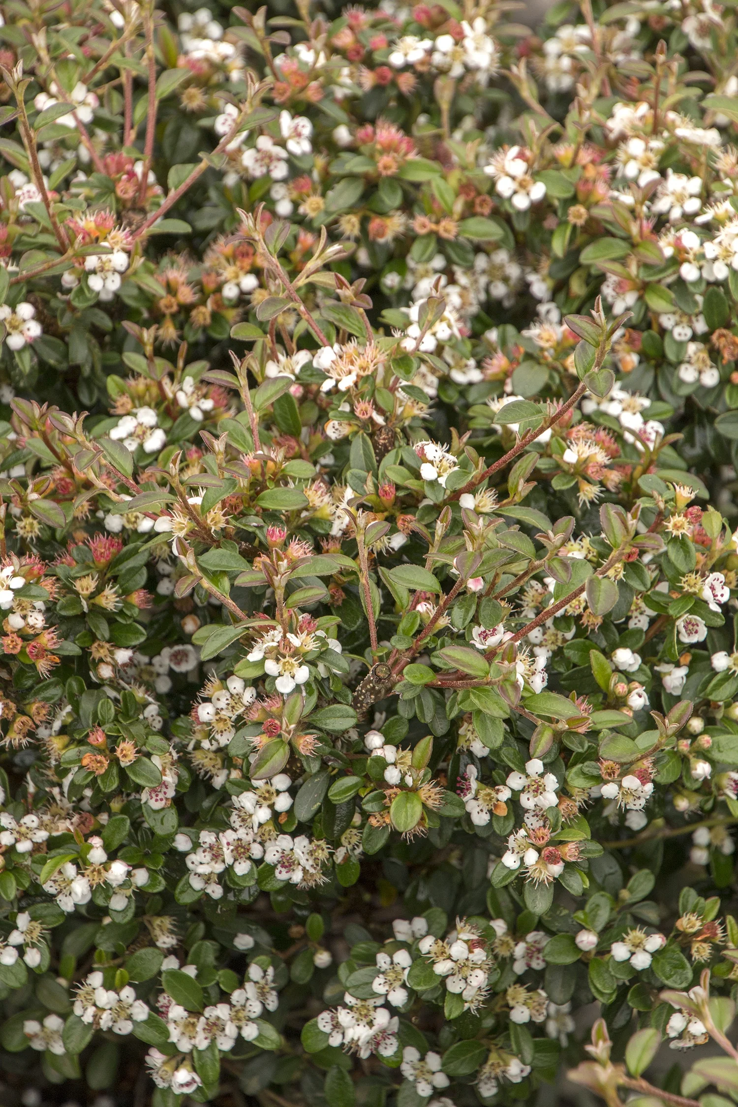 Eichholz Cotoneaster 2 Eichholz Cotoneaster