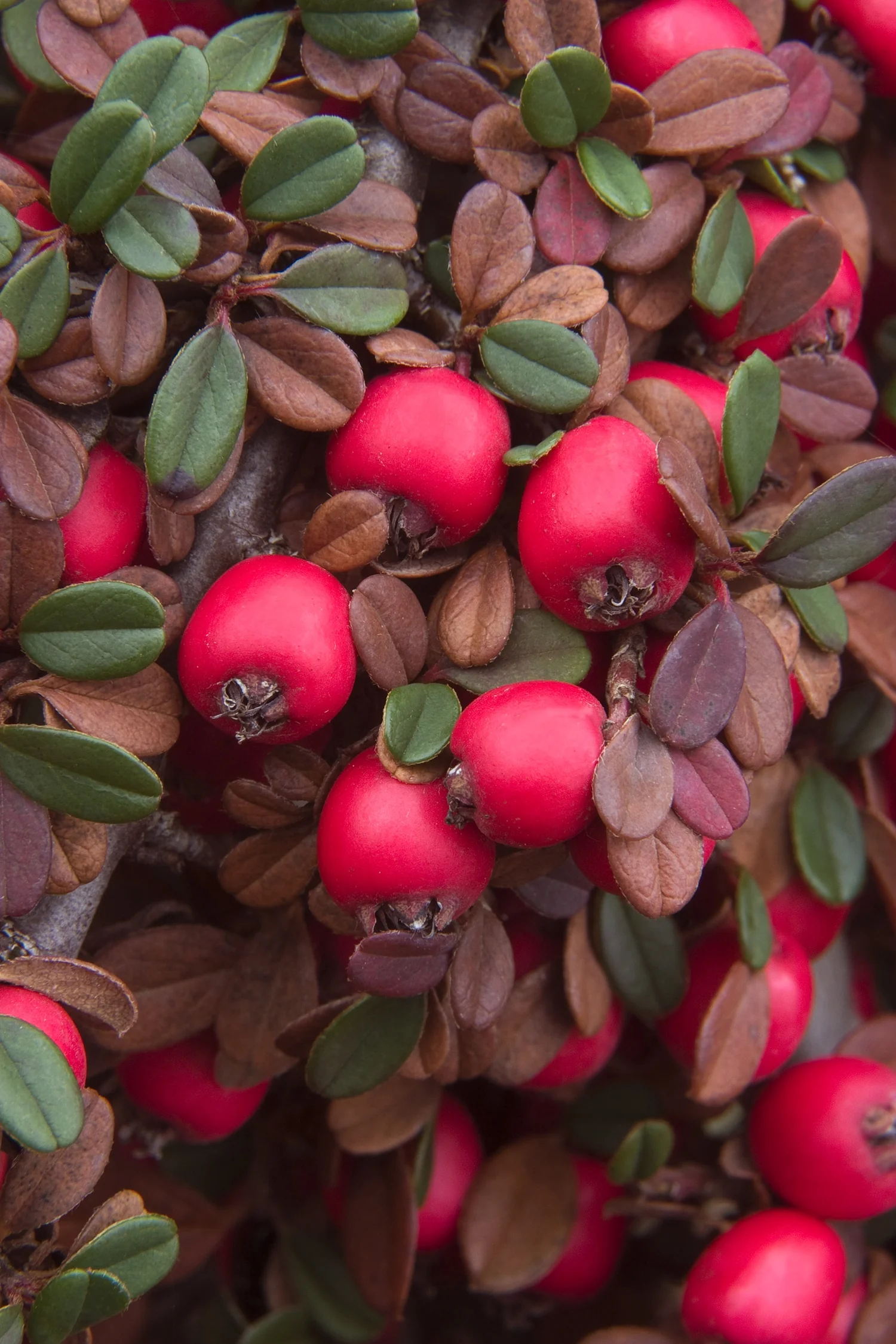 Eichholz Cotoneaster 3 Eichholz Cotoneaster