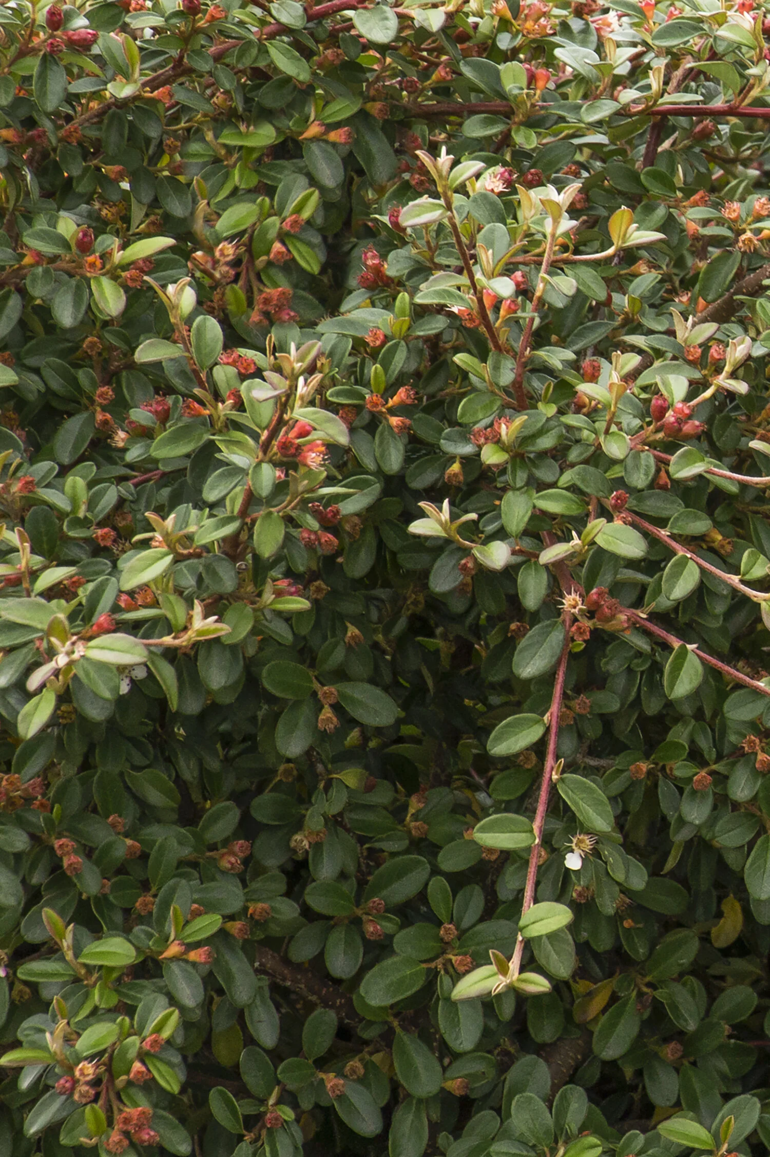 Coral Beauty Cotoneaster 17 Coral Beauty Cotoneaster