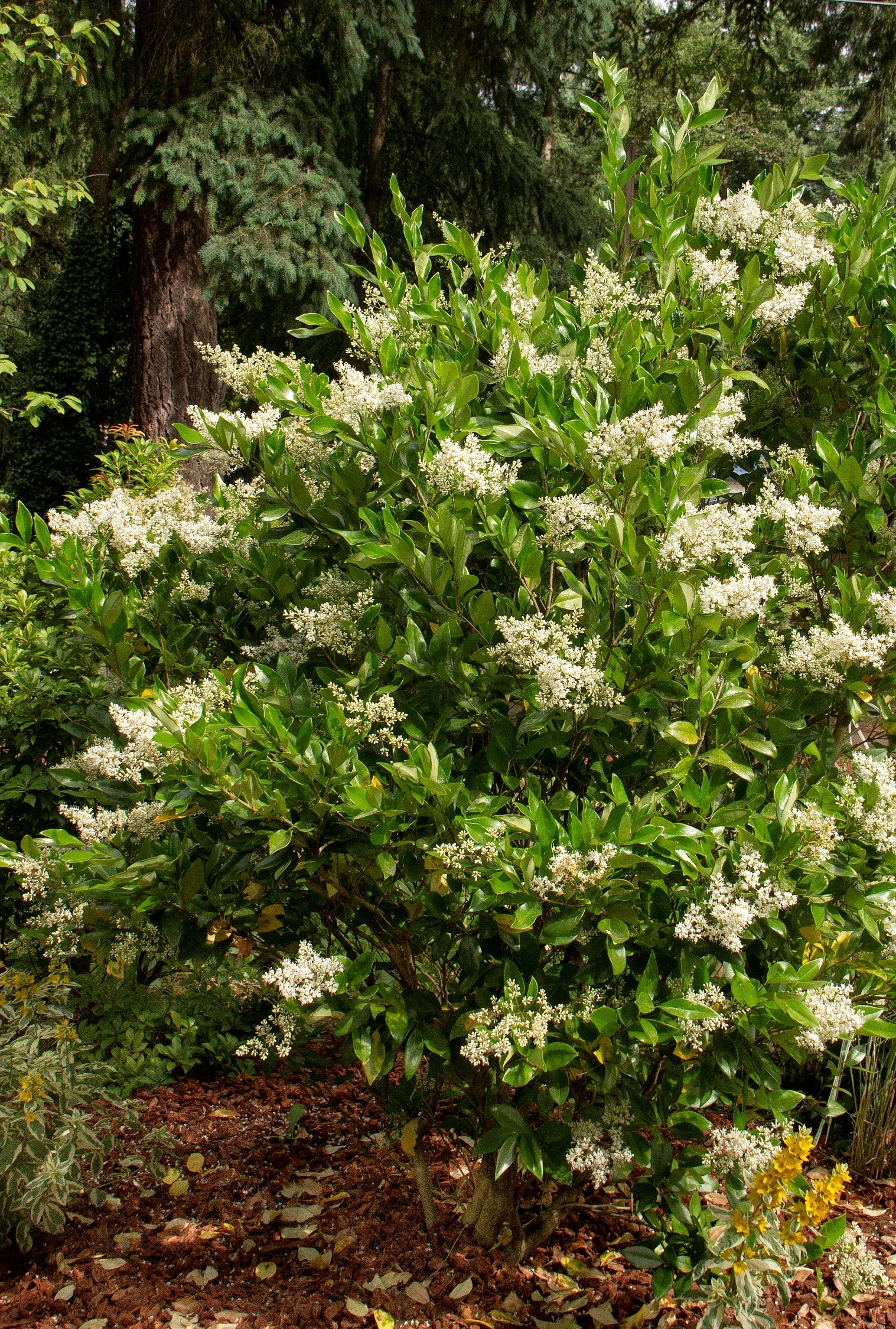 Waxleaf Privet 2 Waxleaf Privet