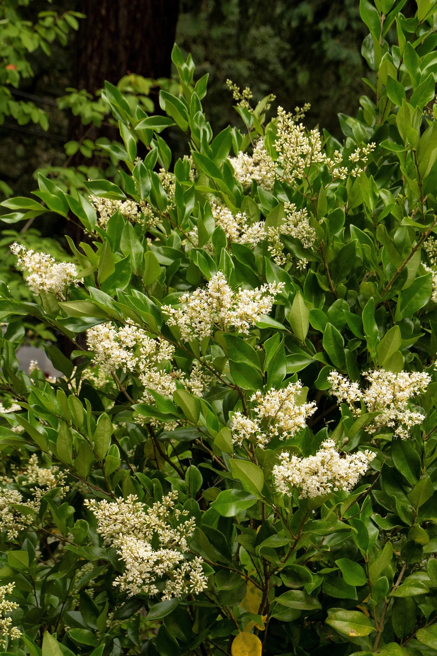 Waxleaf Privet 3 Waxleaf Privet