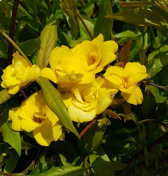 Pride of Augusta Carolina Jessamine 2 Pride of Augusta Carolina Jessamine