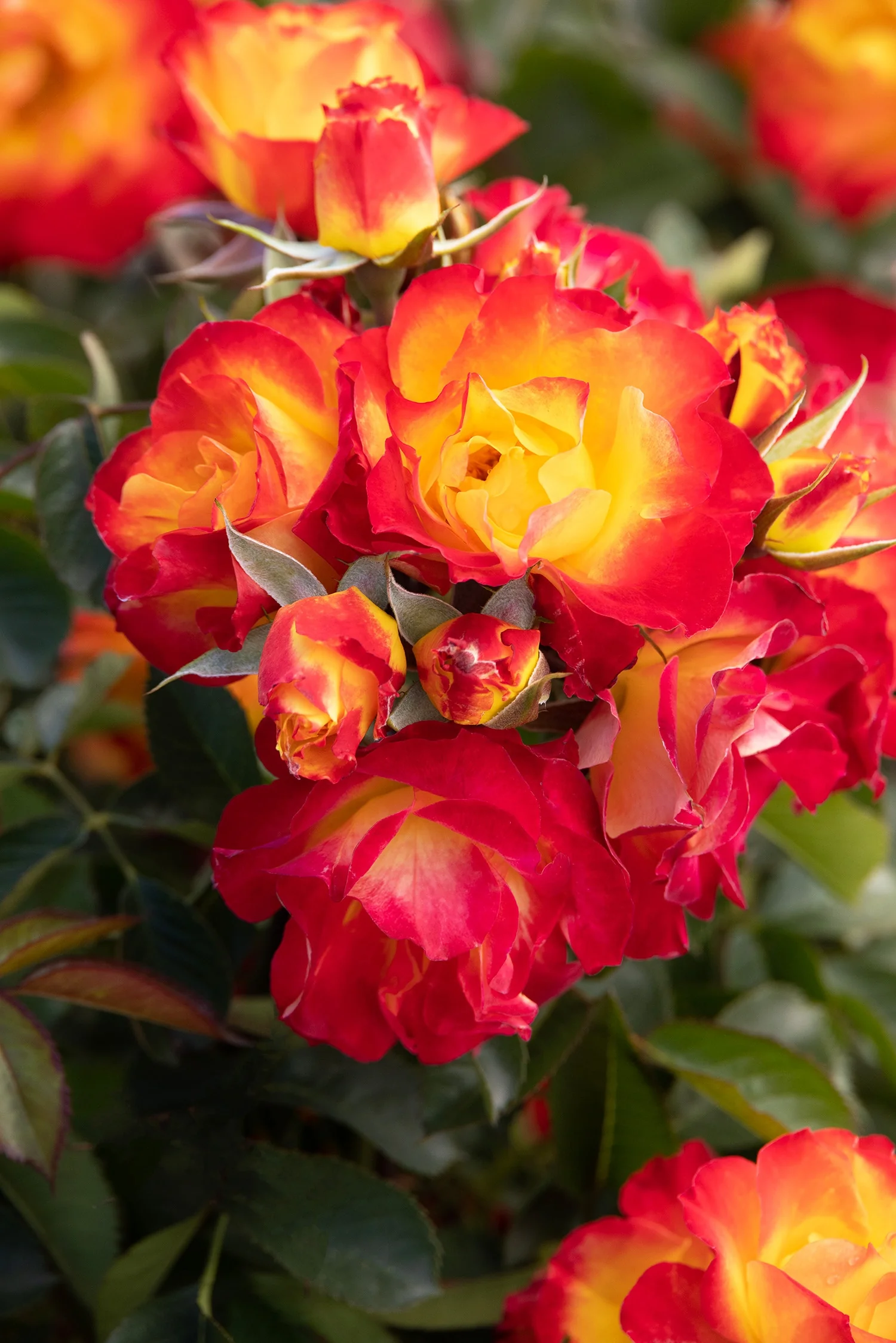Light My Fire™ Rose 2 Light My Fire™ Rose