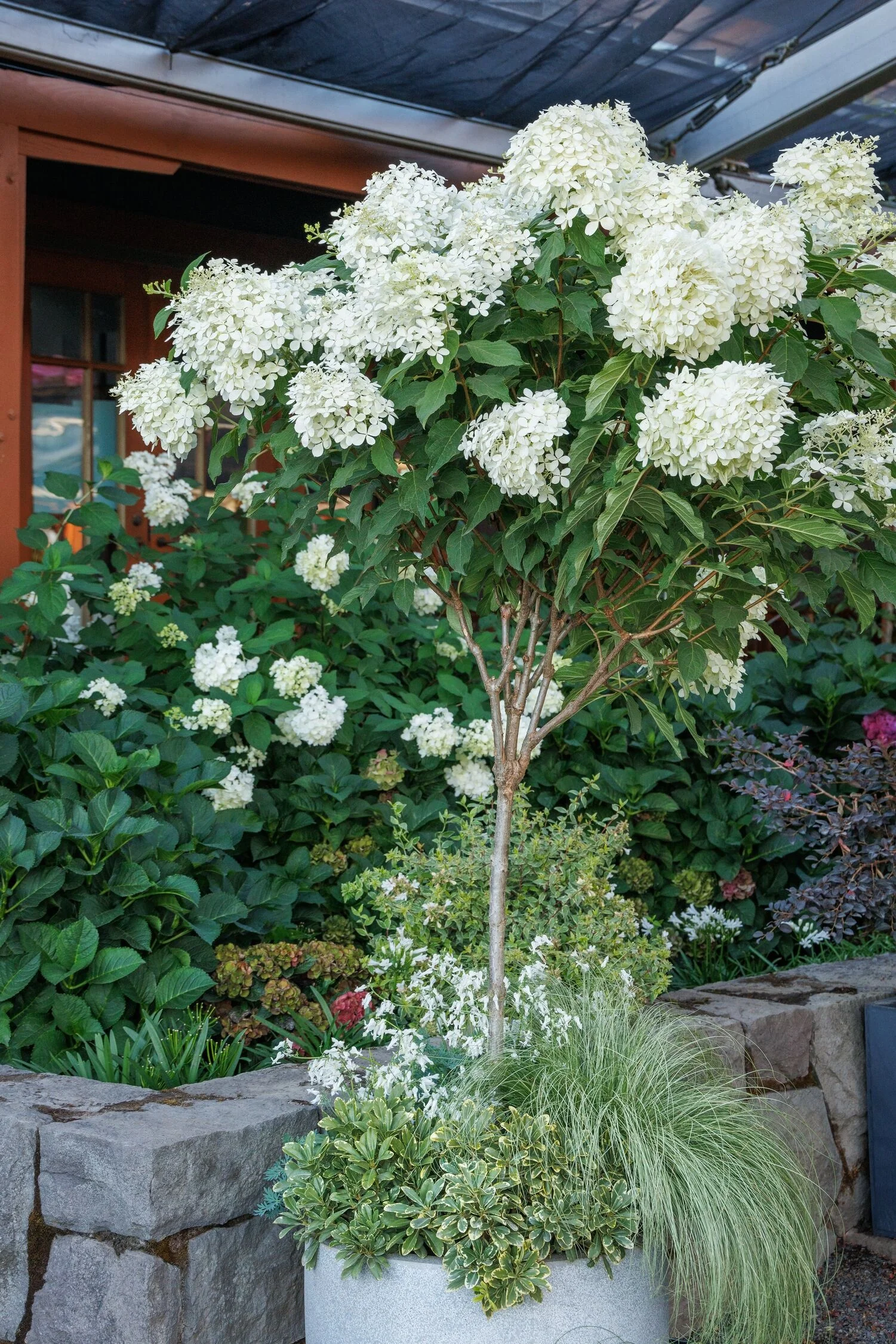 Phantom Panicle Hydrangea 1 Phantom Panicle Hydrangea