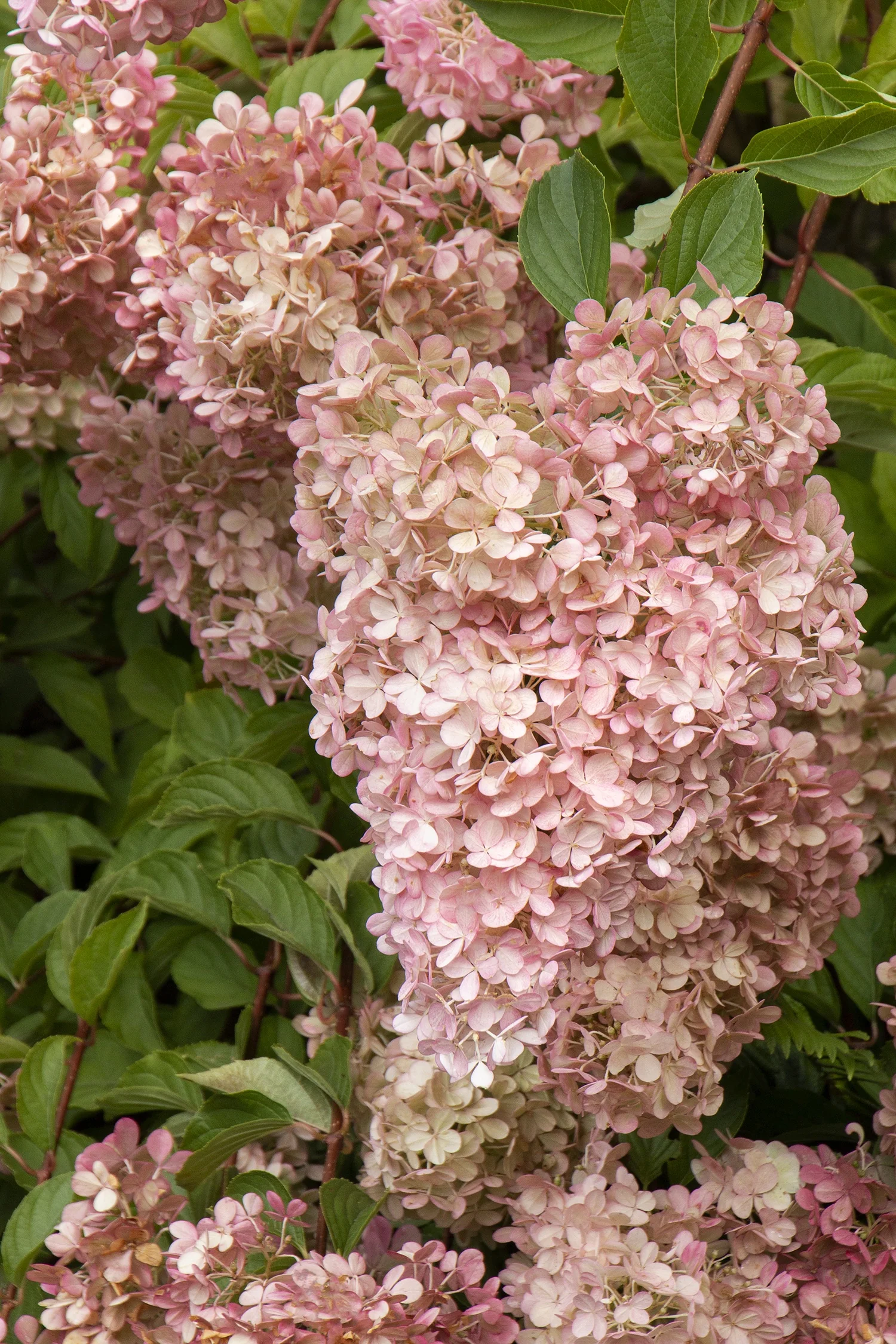 Phantom Panicle Hydrangea 2 Phantom Panicle Hydrangea