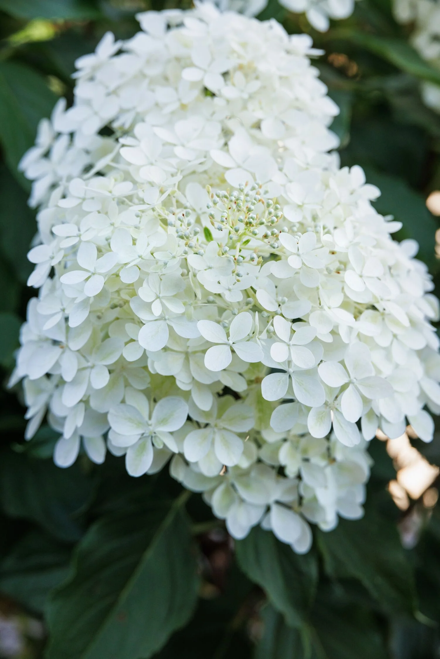 Phantom Panicle Hydrangea 3 Phantom Panicle Hydrangea